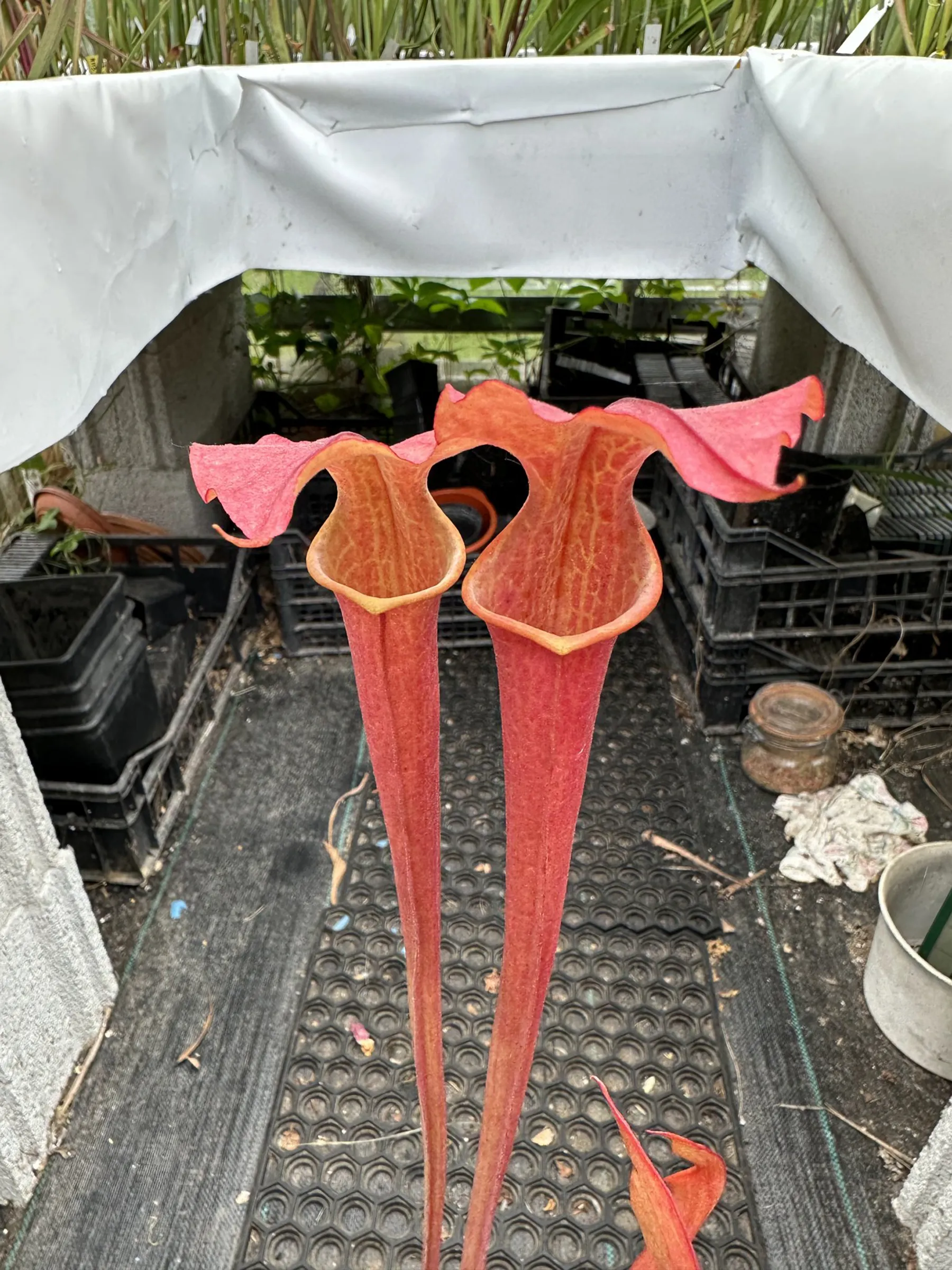 S. x "Adye", inverse veins