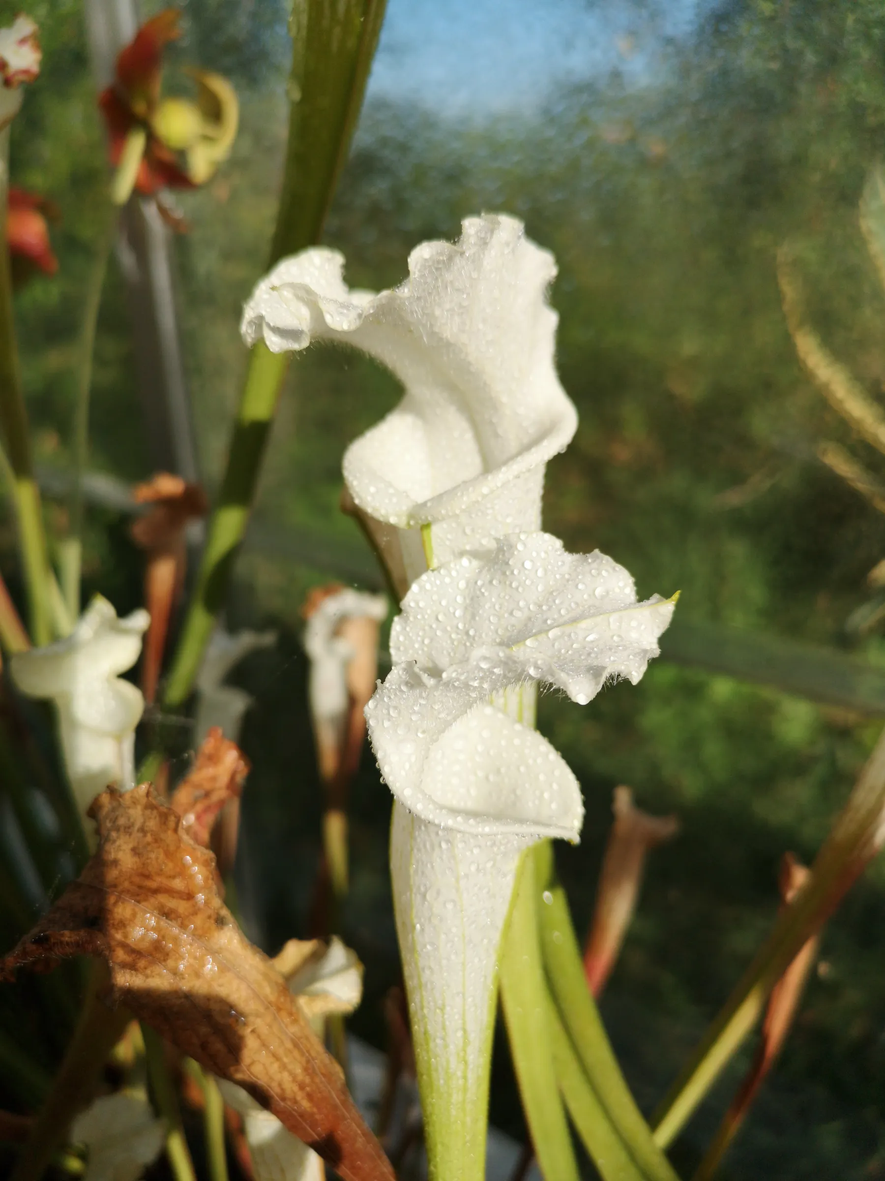 S. leucophylla var. alba, A. Parise