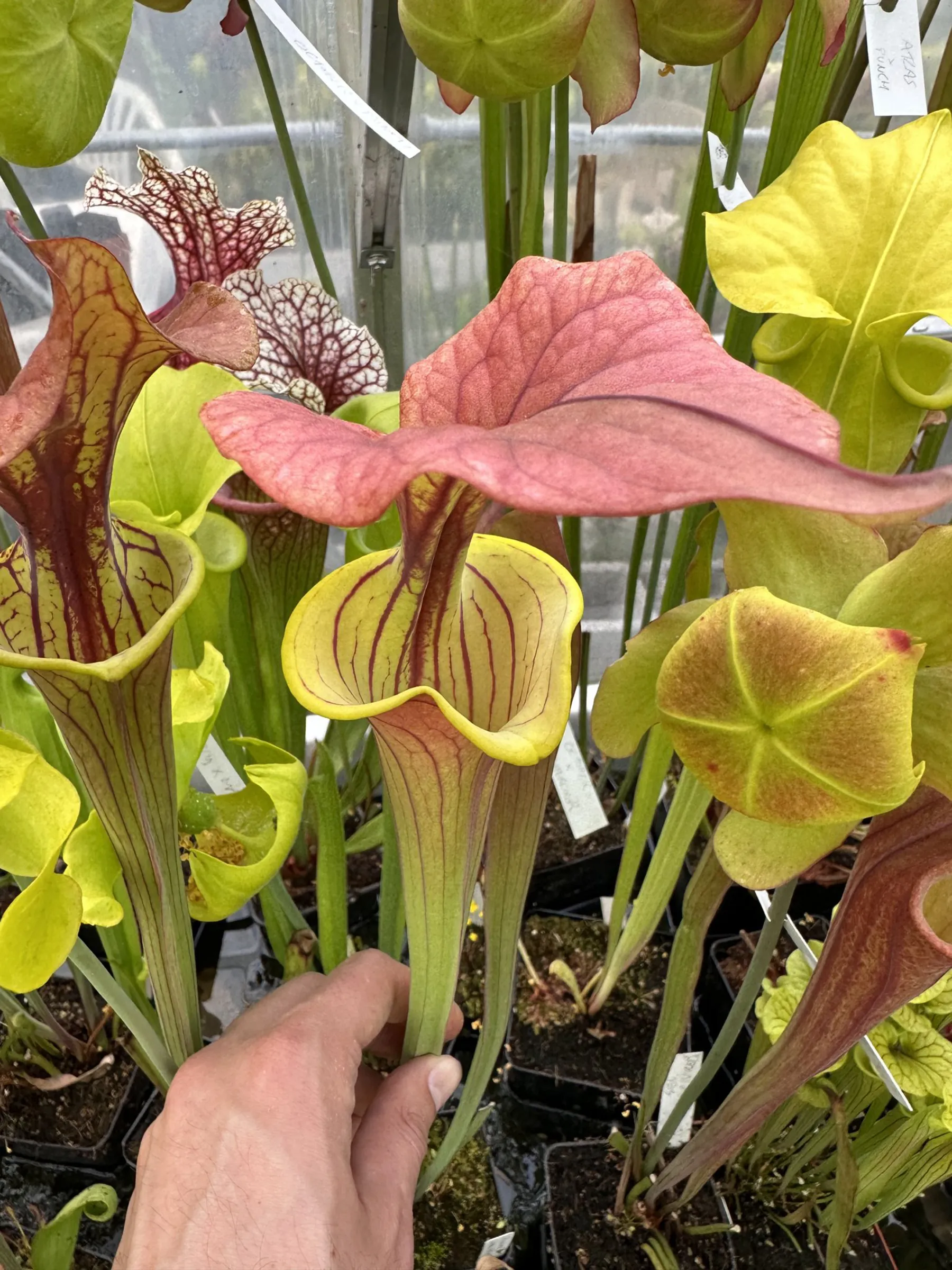 S. flava var. cuprea, "Best clone"