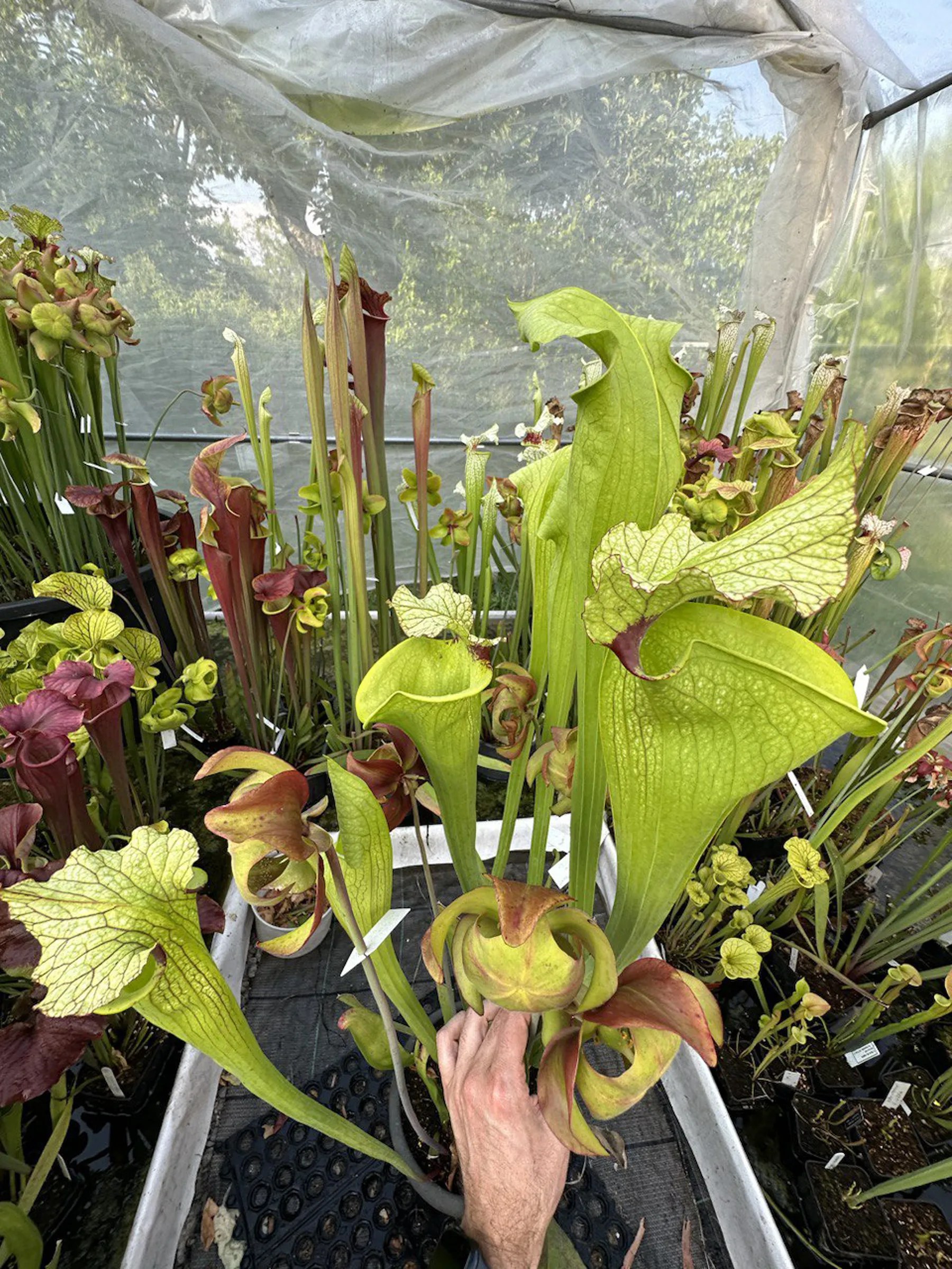 S. x moorei "Big mouth"