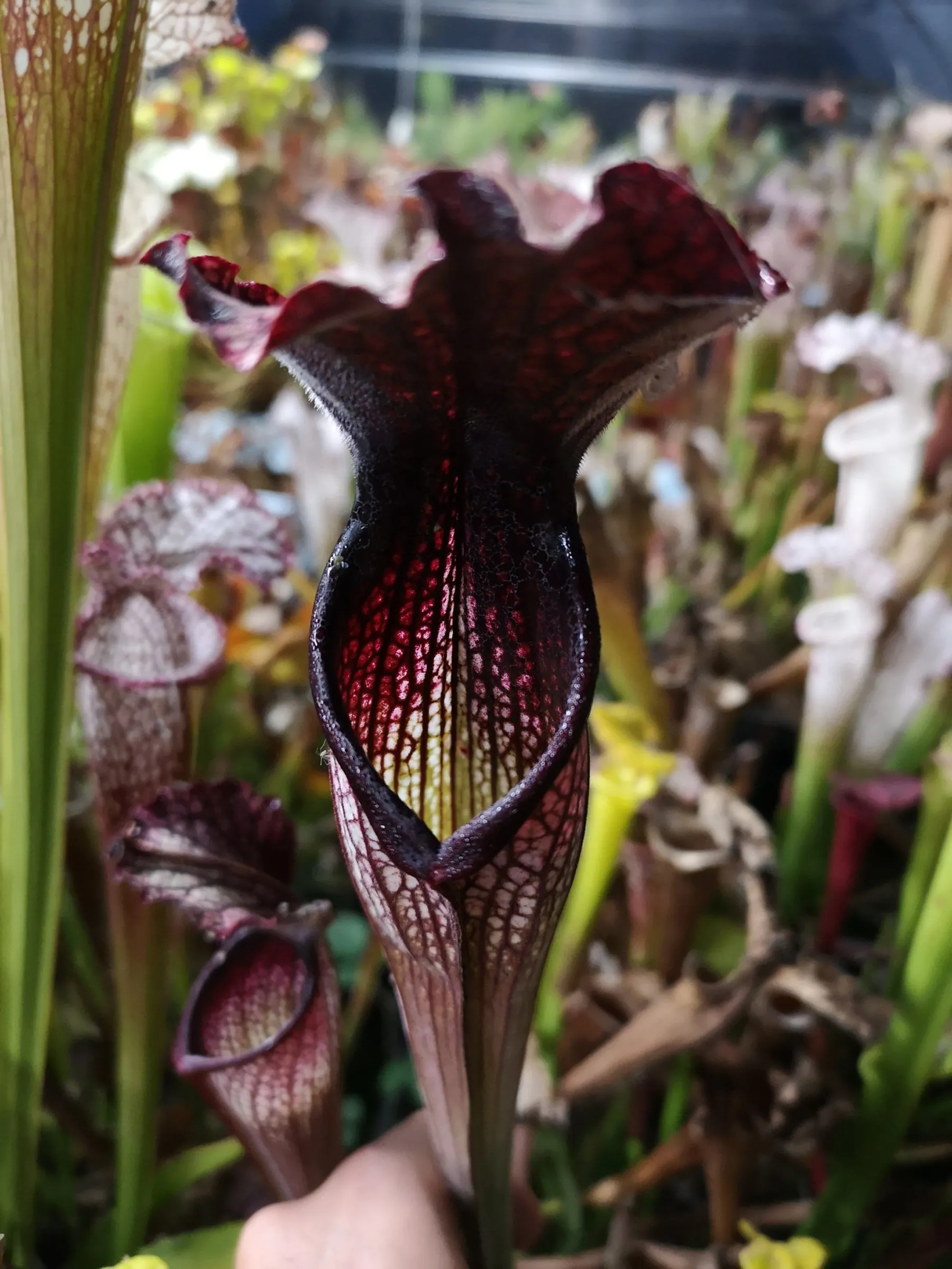 S. x areolata 'Black mamba'