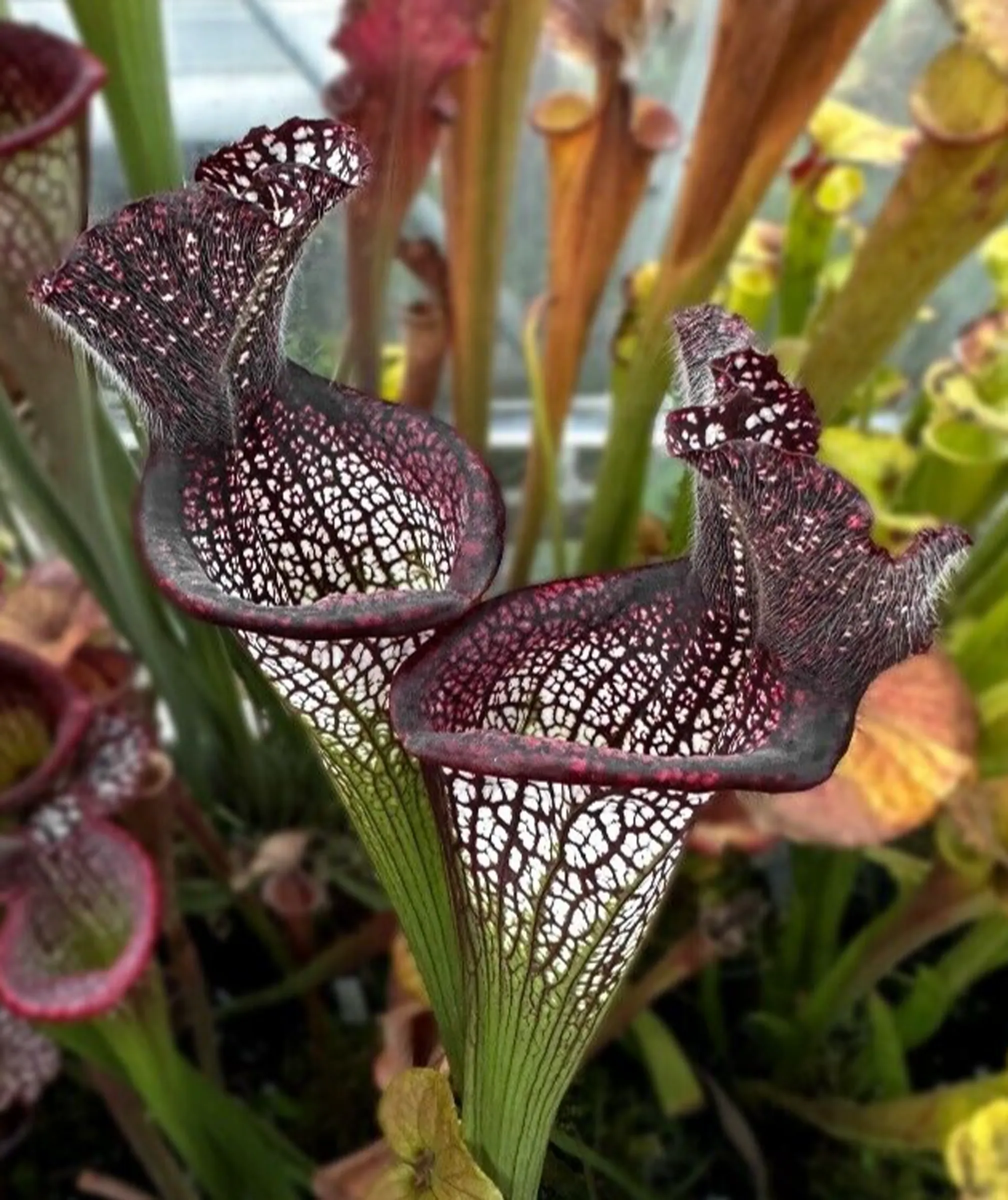 S. leucophylla "Black sheer"