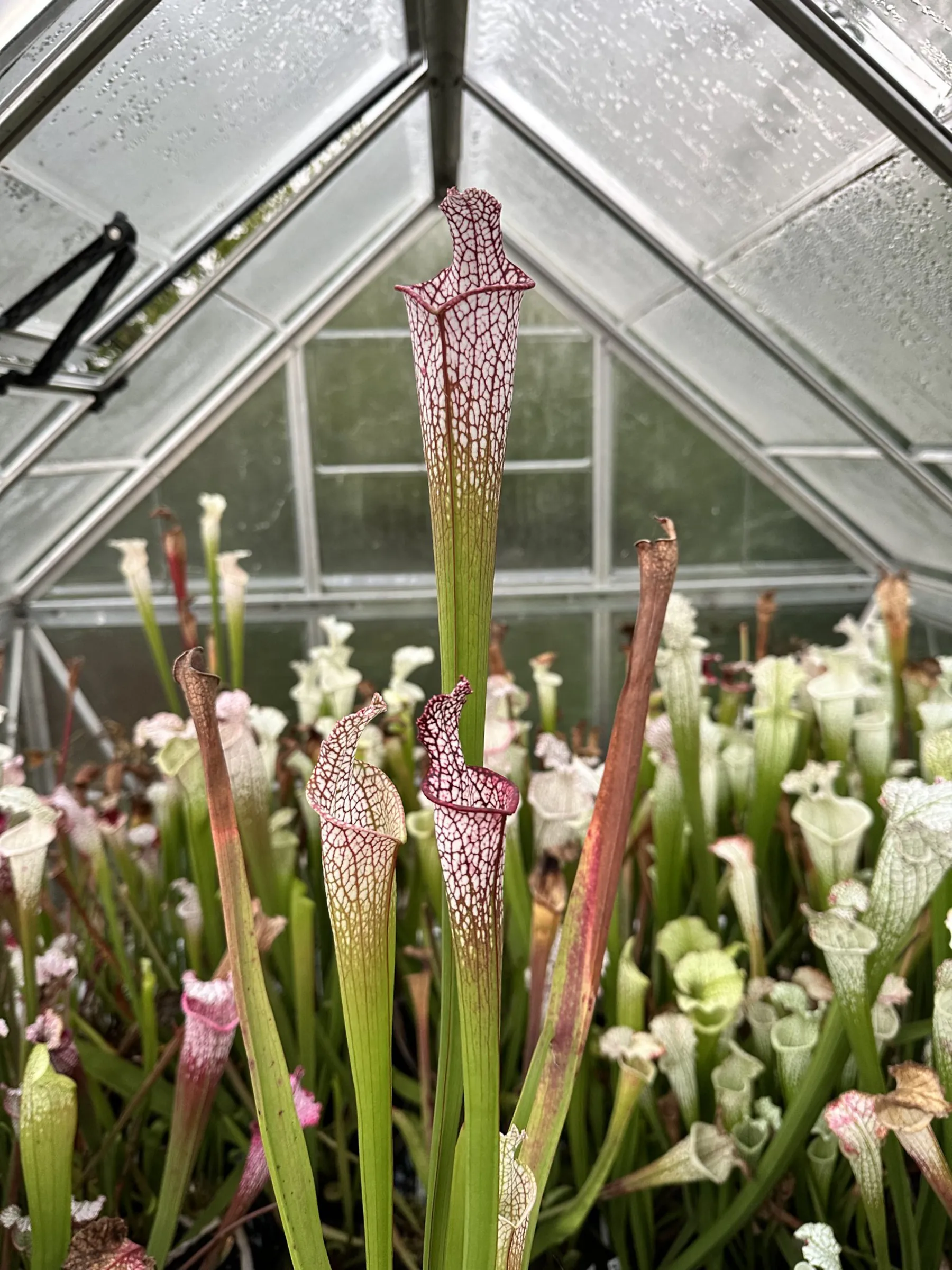 S. leucophylla 'Bris', lidless