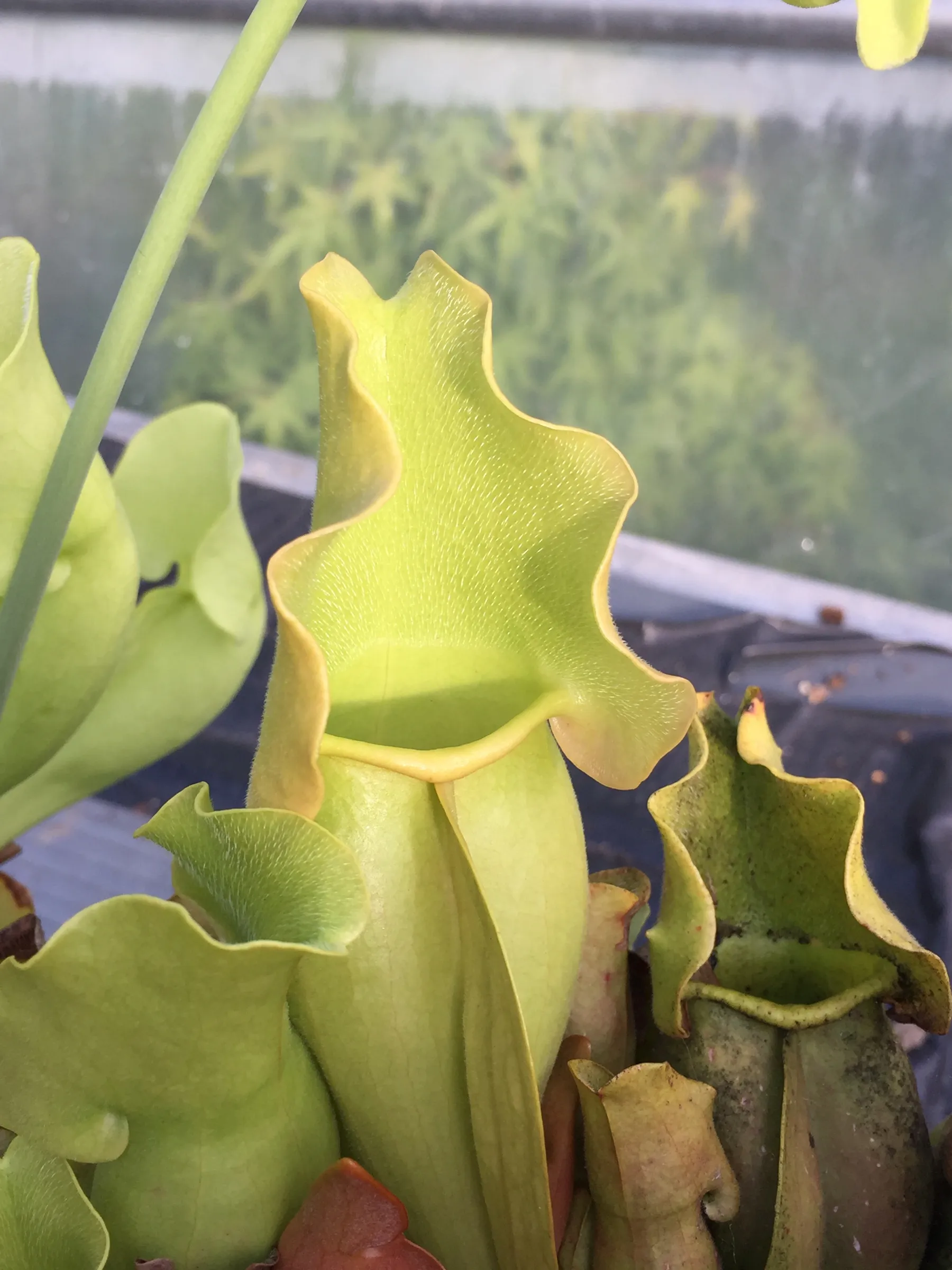 S. purpurea ssp. venosa var. burkii "completely veinless" 