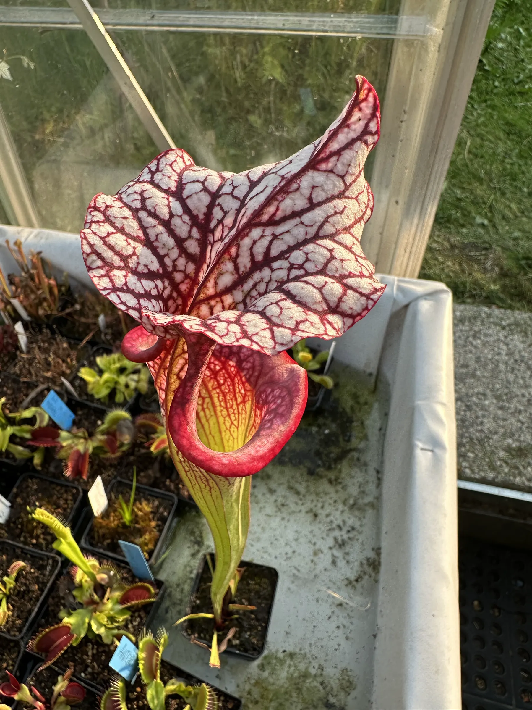 S. x moorei "Caitrin Claire"