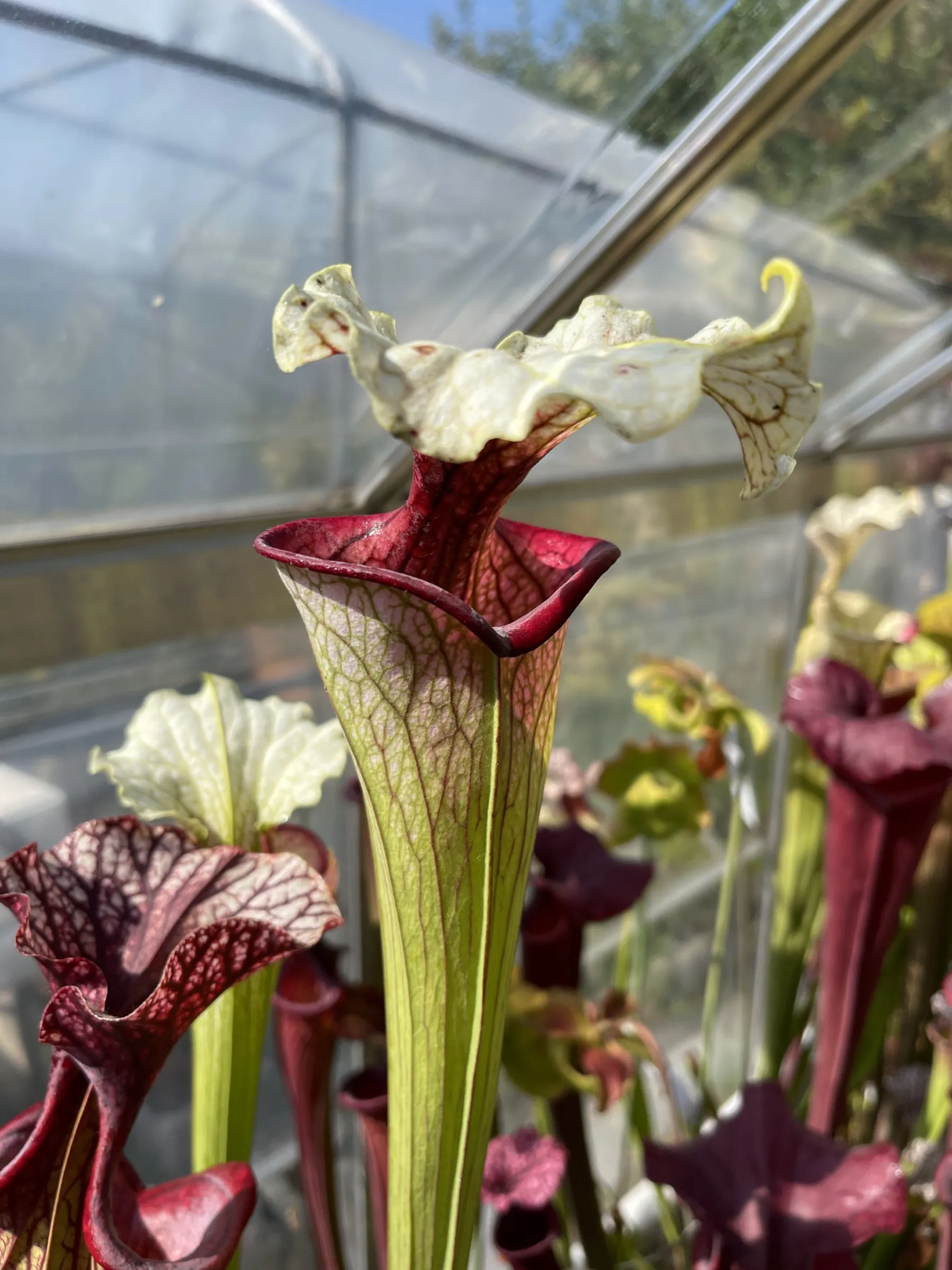 S. x moorei "Cherry lips"