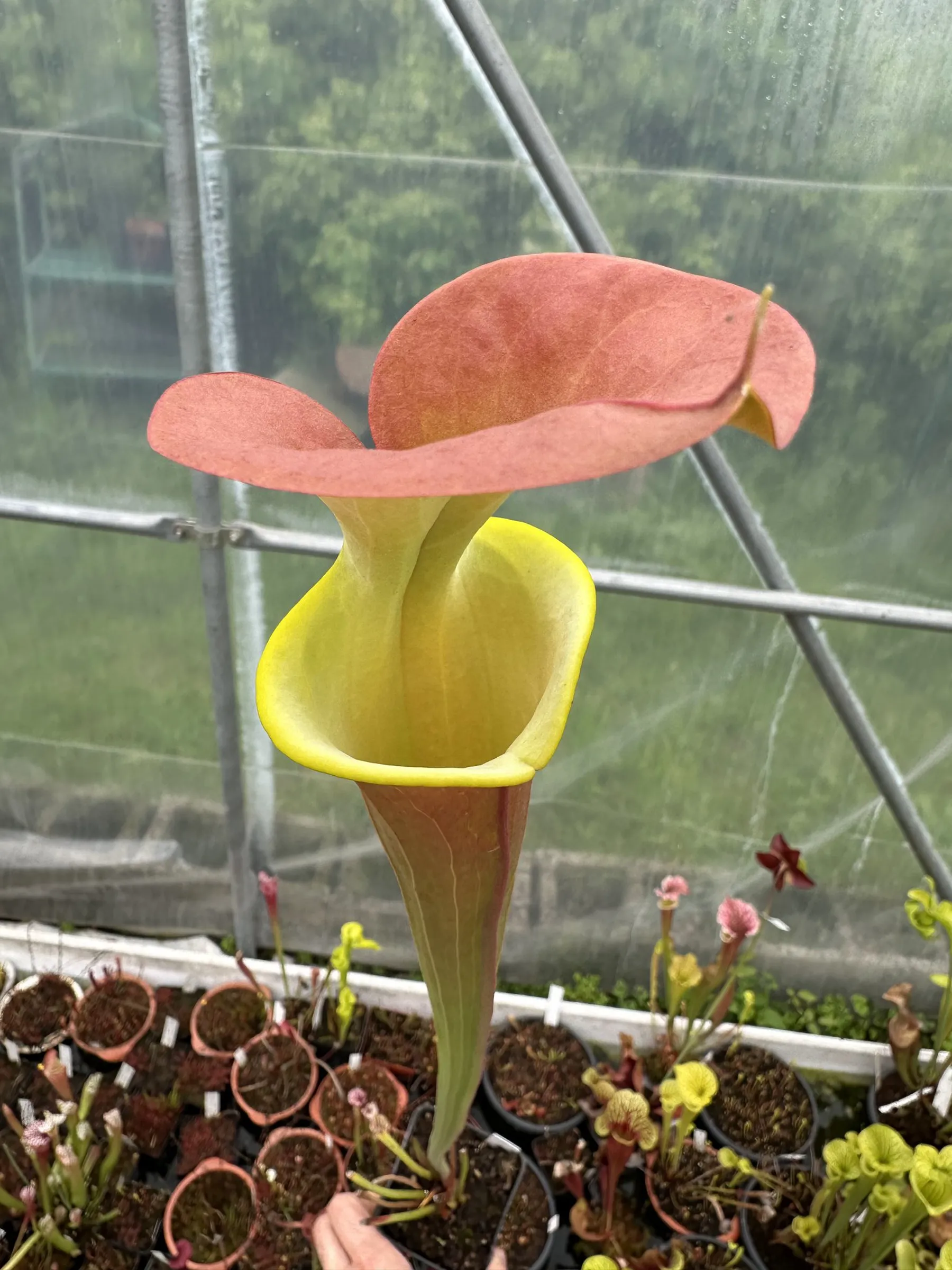 S. flava var. cuprea, "Copper foggy"