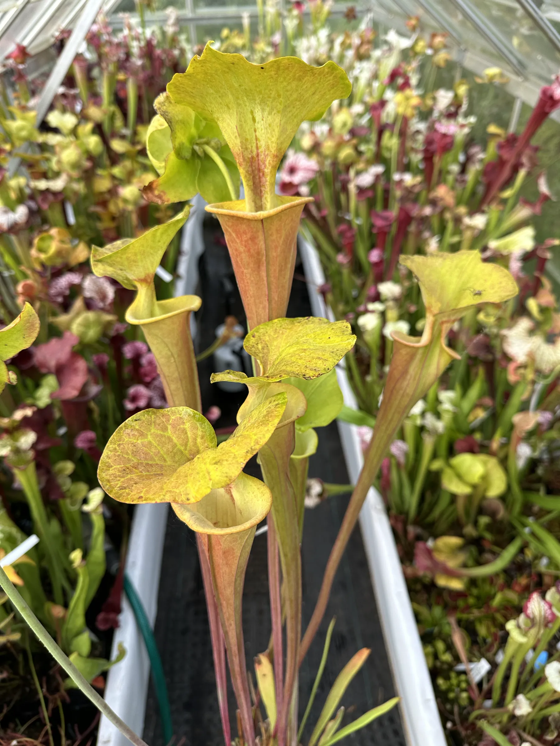 S. flava, inverse veins 