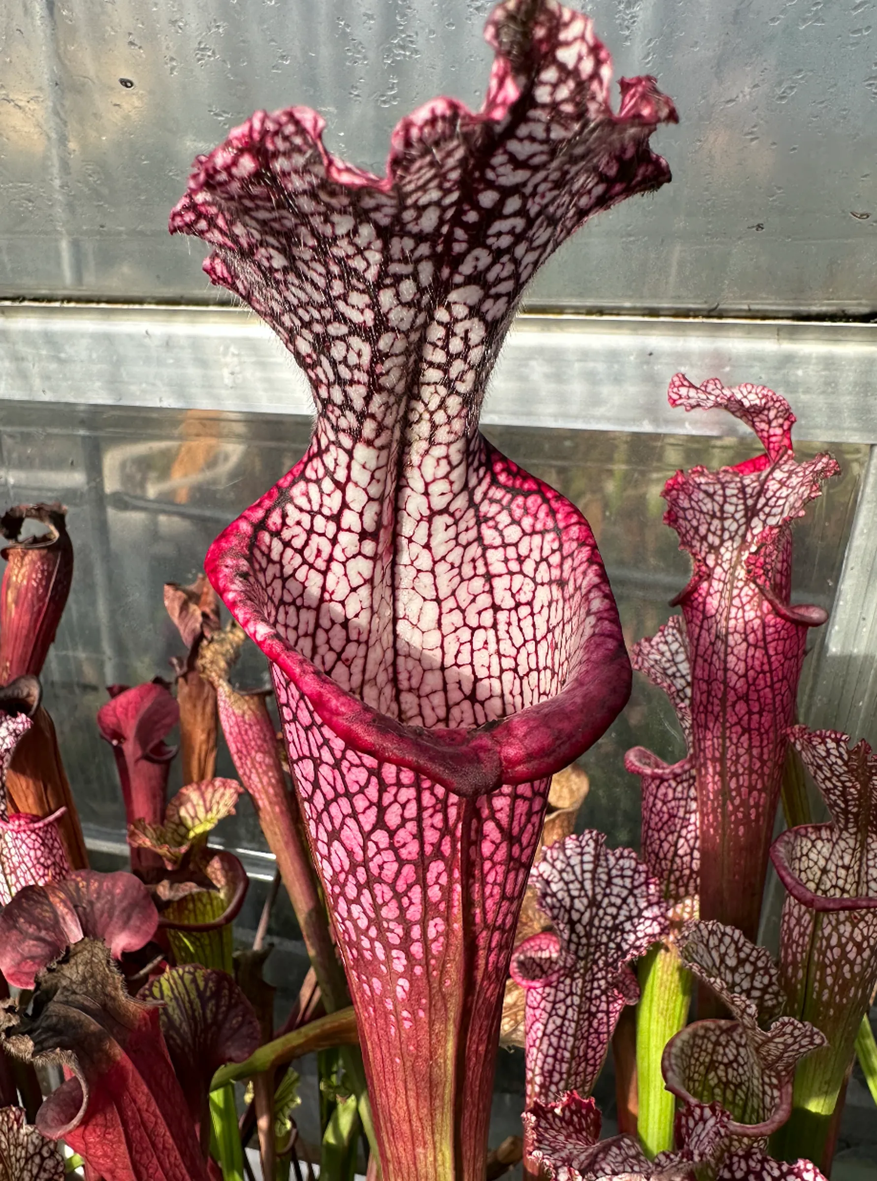 S. leucophylla 'Dionne'