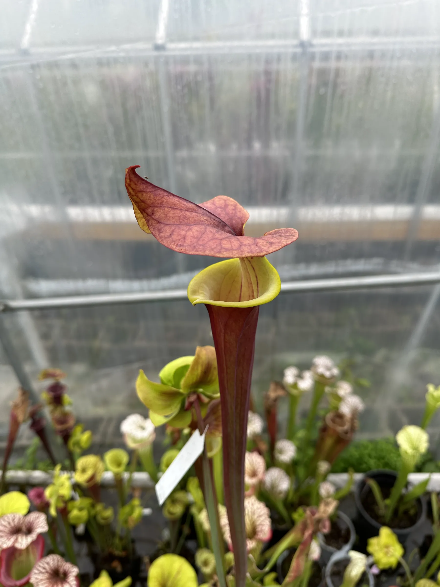 S. flava var. atropurpurea