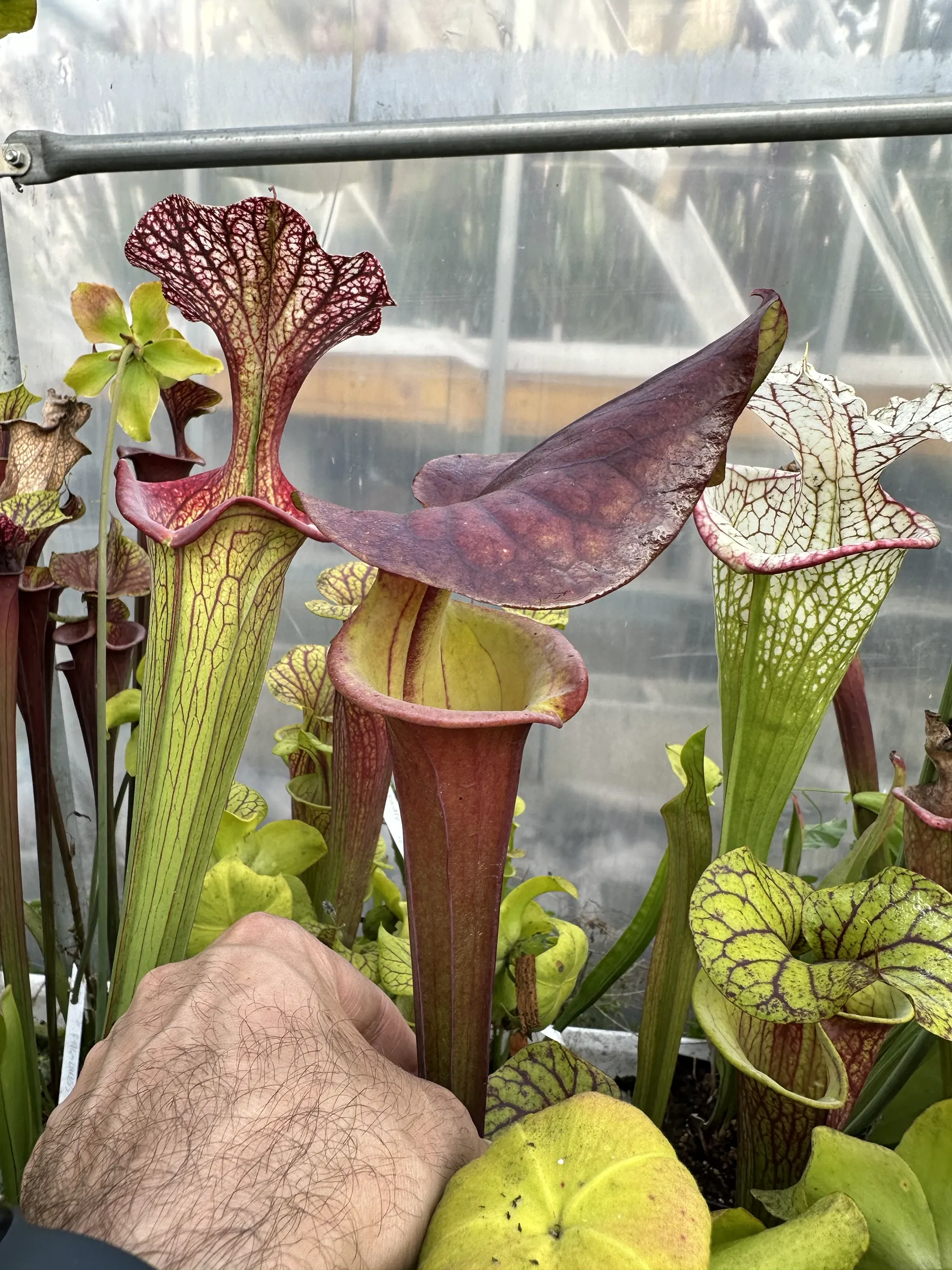 S. flava var. atropurpurea