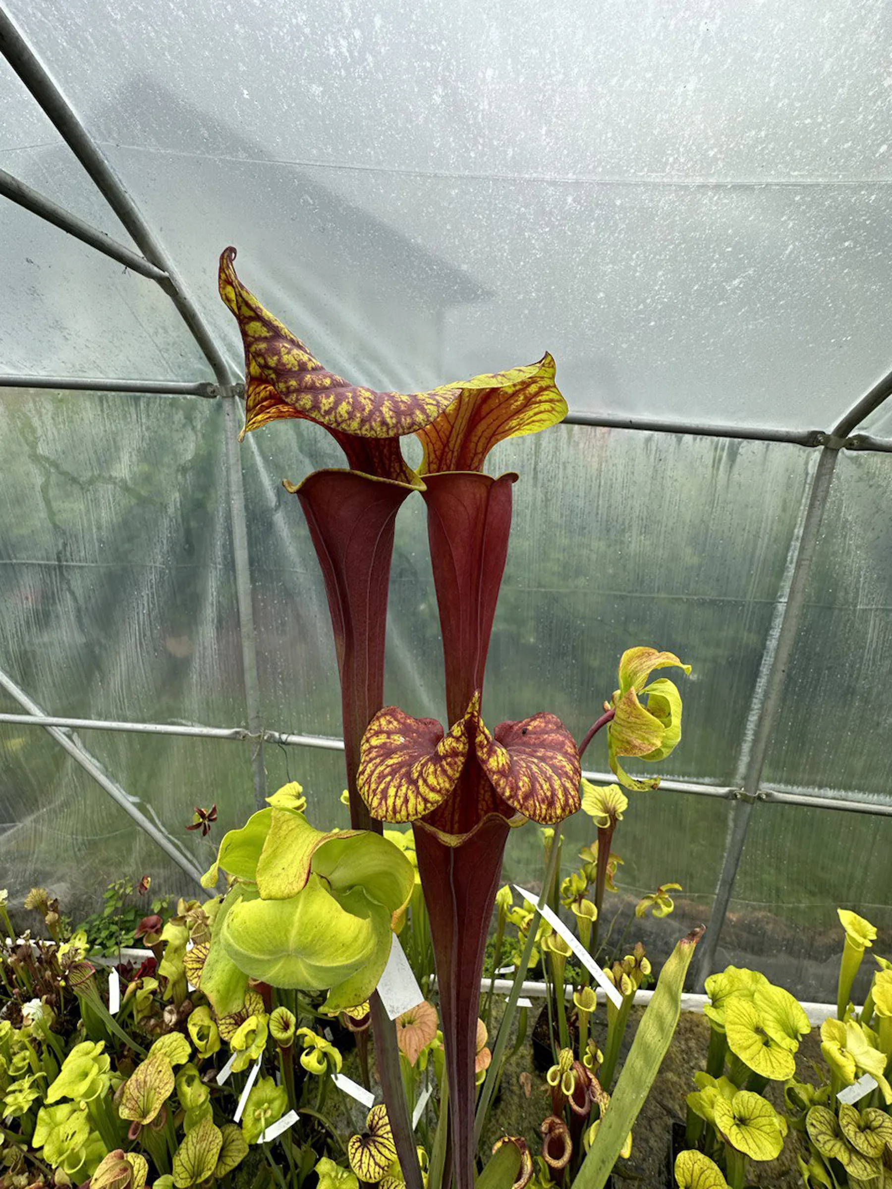 S. flava var. atropurpurea, dipping lid