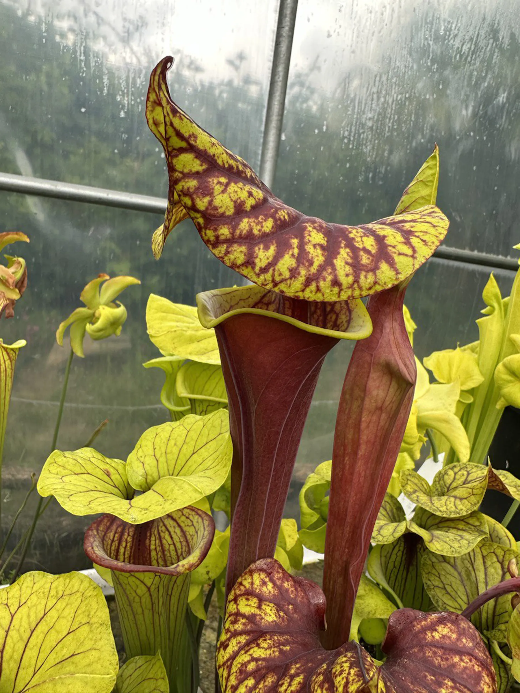 S. flava var. atropurpurea, dipping lid