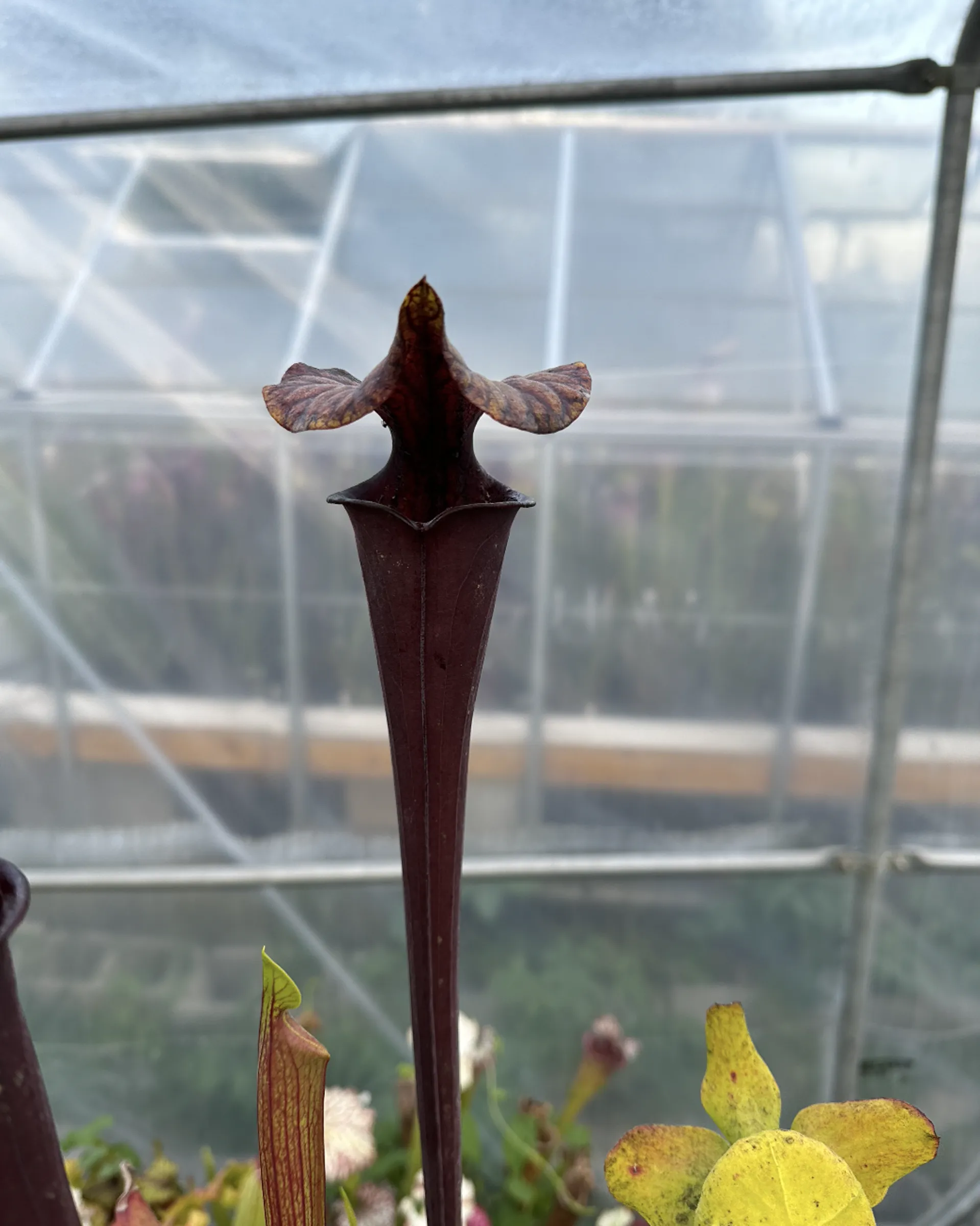 S. flava var. rubricorpora, very dark maroon tube