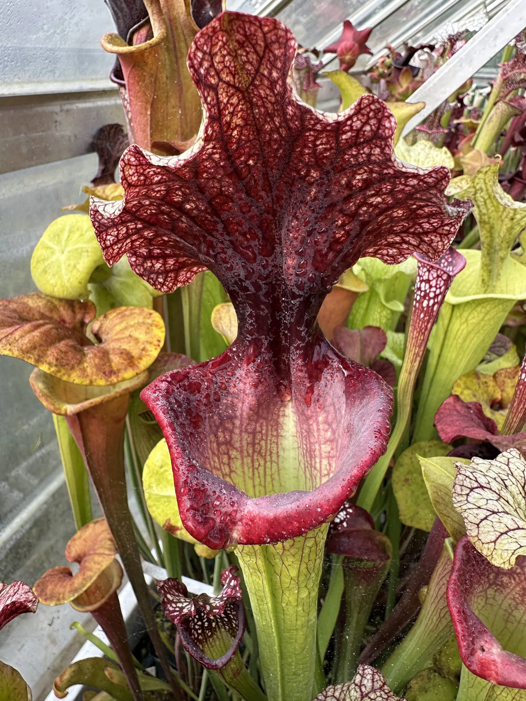 S. x "GSL", glossy square lips