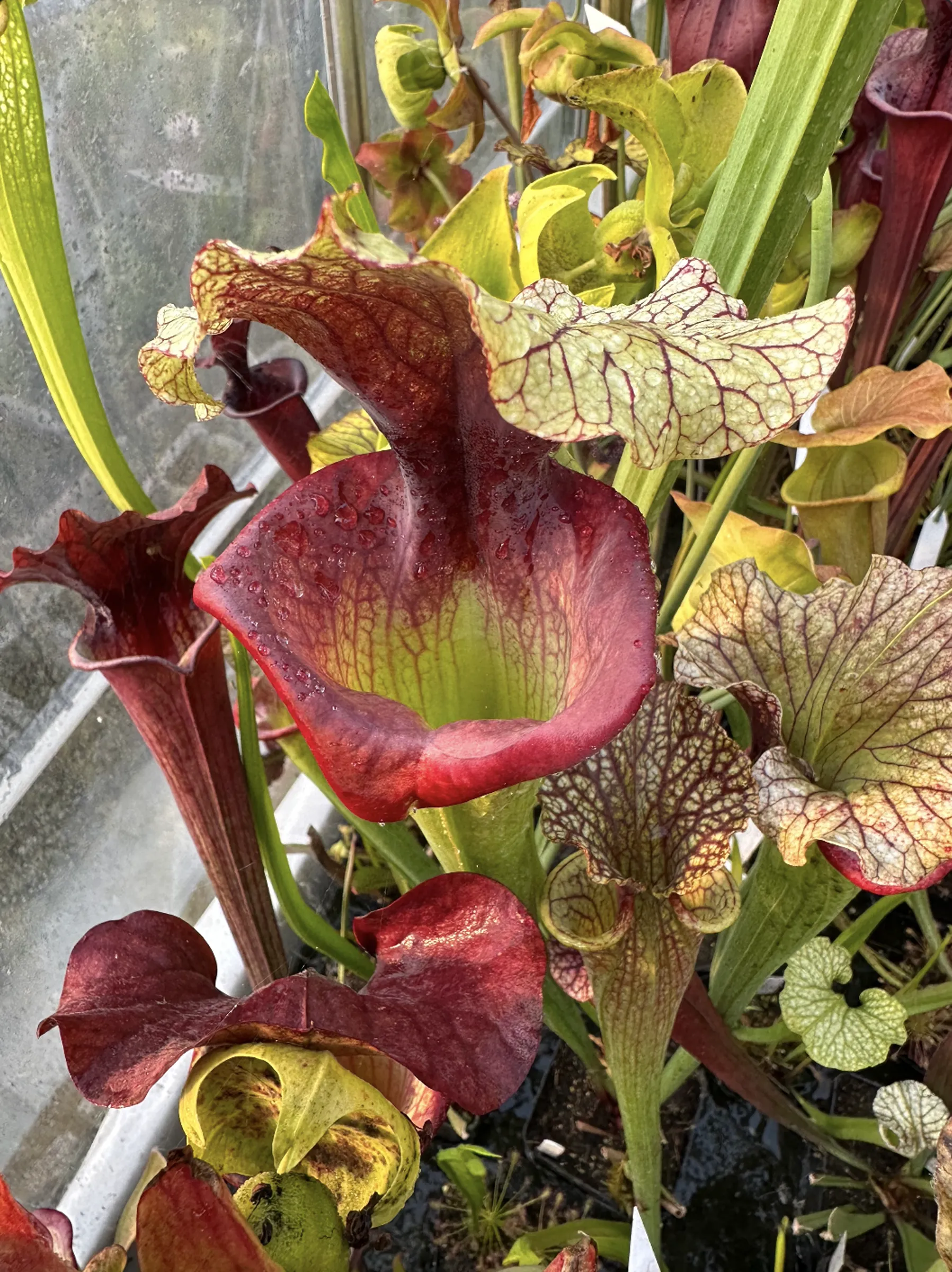 S. x "GSL", glossy square lips