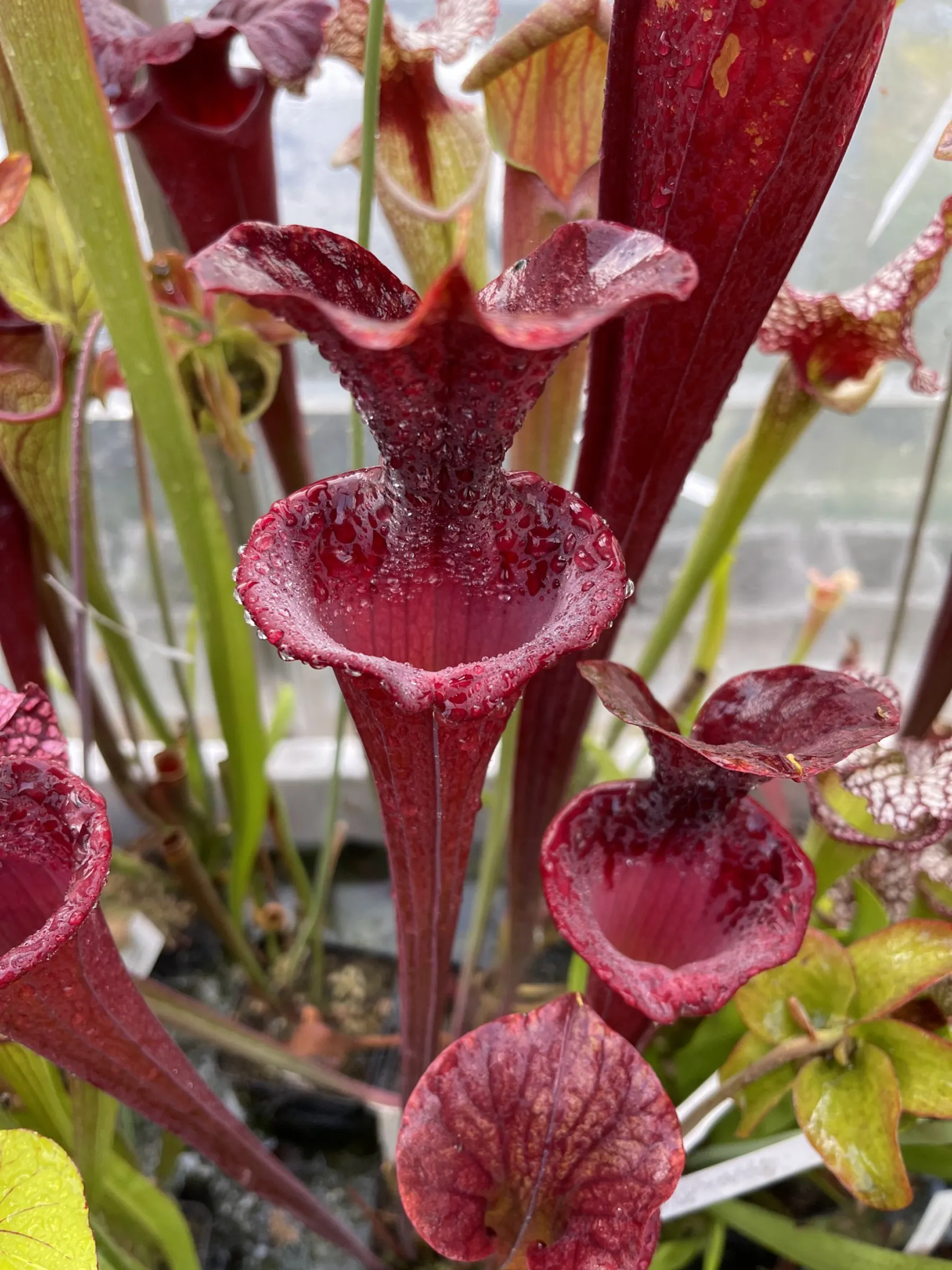 S. x moorei, all red form