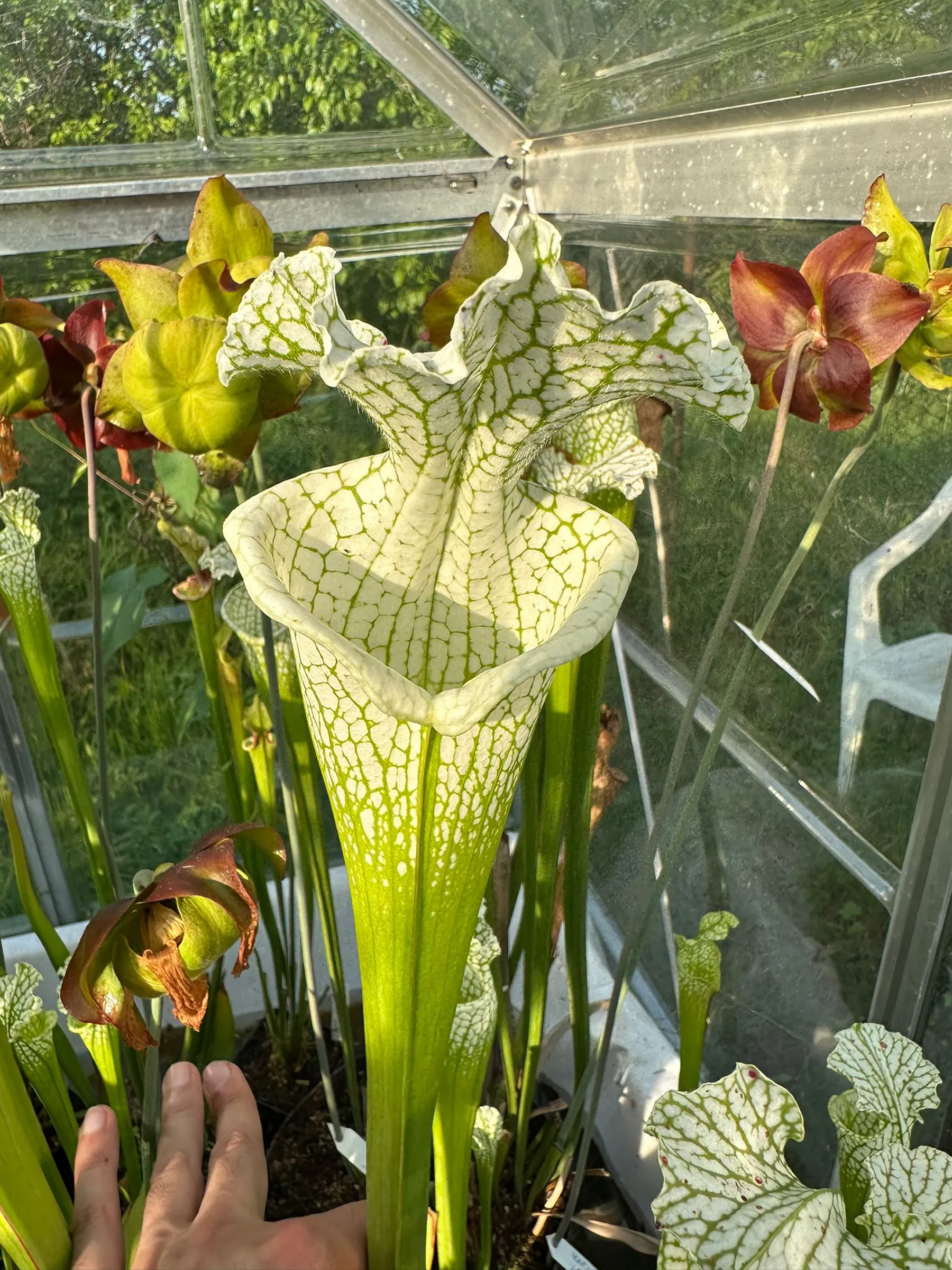 S. leucophylla var. alba 'Hurricane Creek White', "Beast clone"