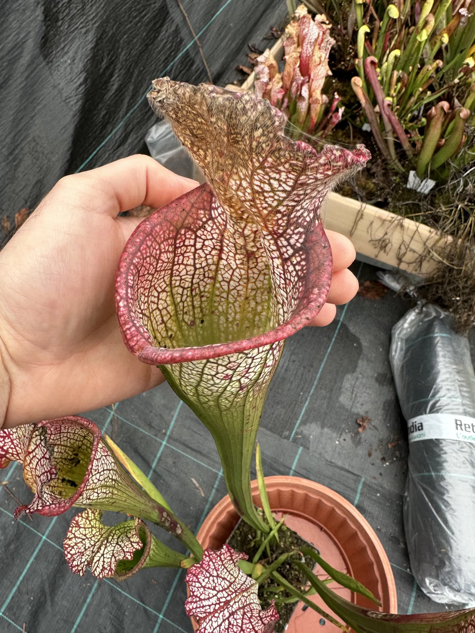 S. leucophylla "Jurassic plant" 