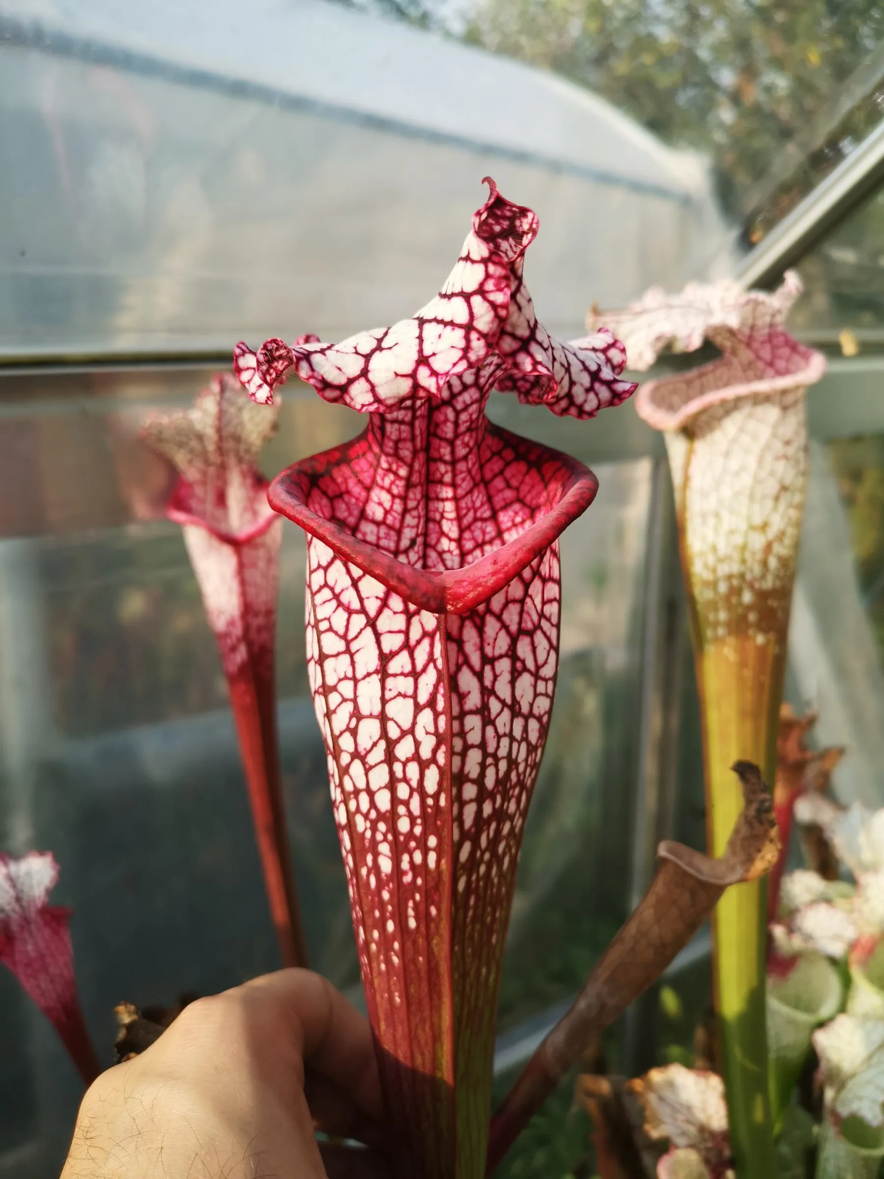 S. x ( L18 MK x moorei Wilkerson's Red )