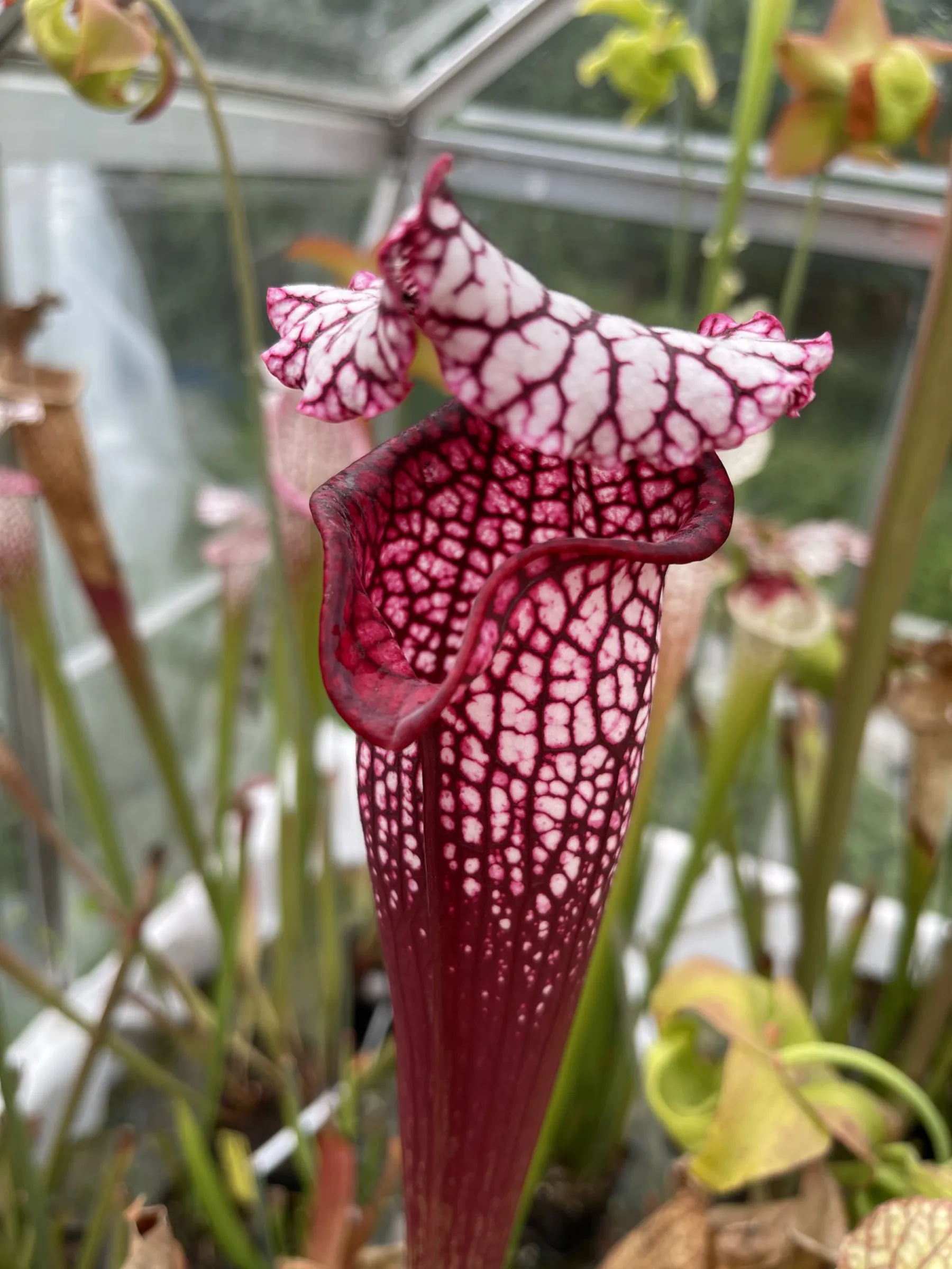 S. x ( L18 MK x moorei Wilkerson's Red )