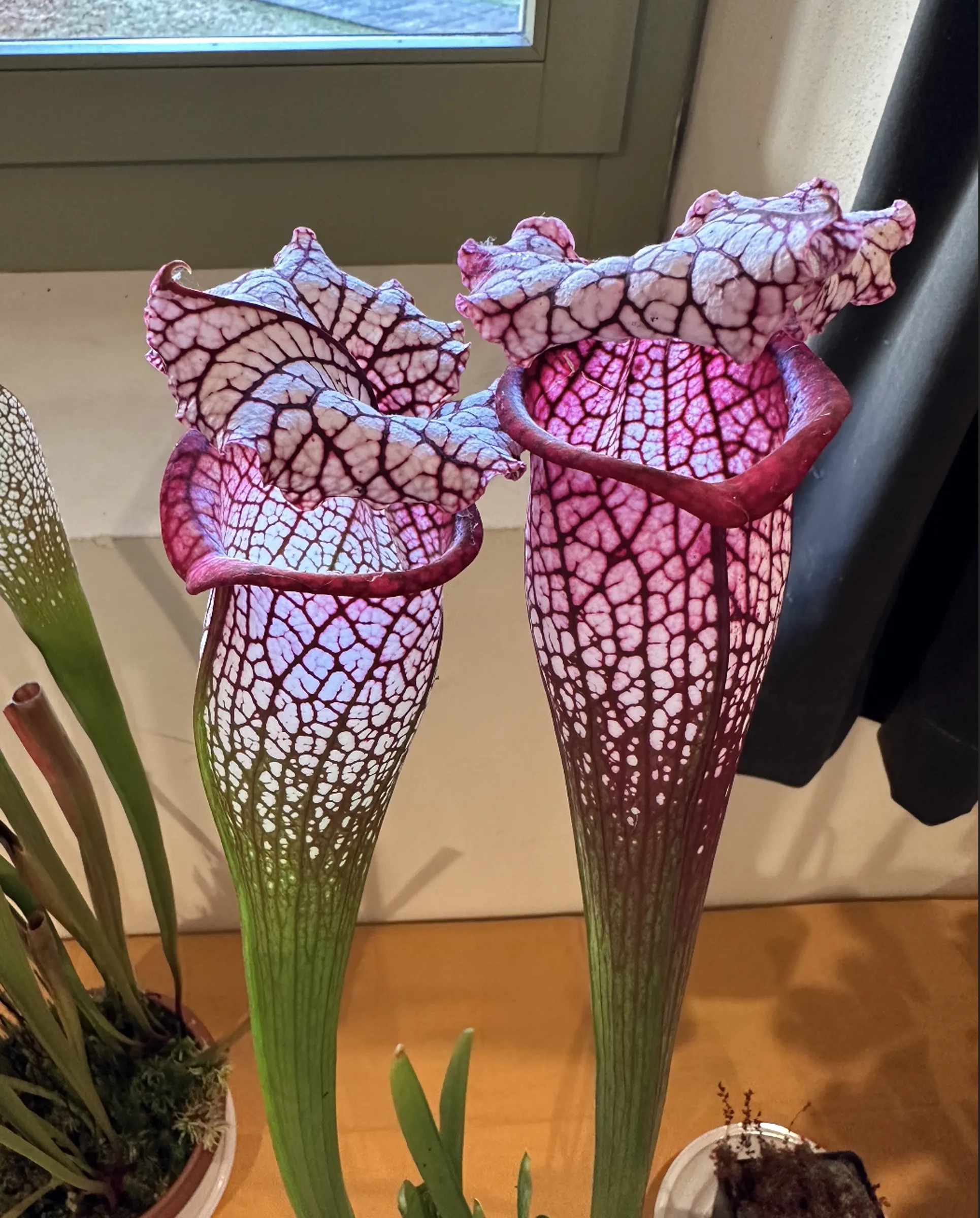 S. x ( L18 MK x moorei Wilkerson's Red )