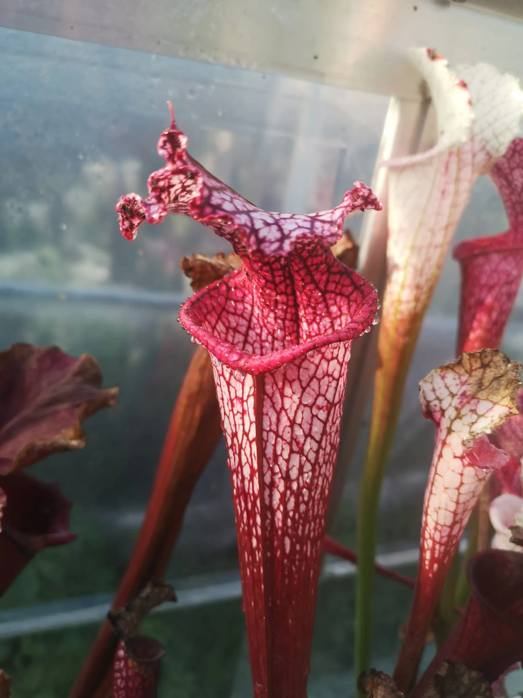 S. leucophylla 'Burgundy', red & white