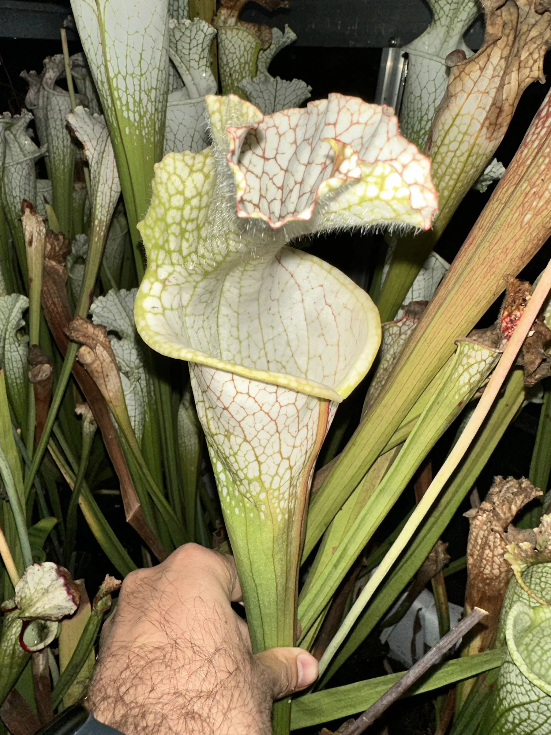 S. leucophylla, large green & white