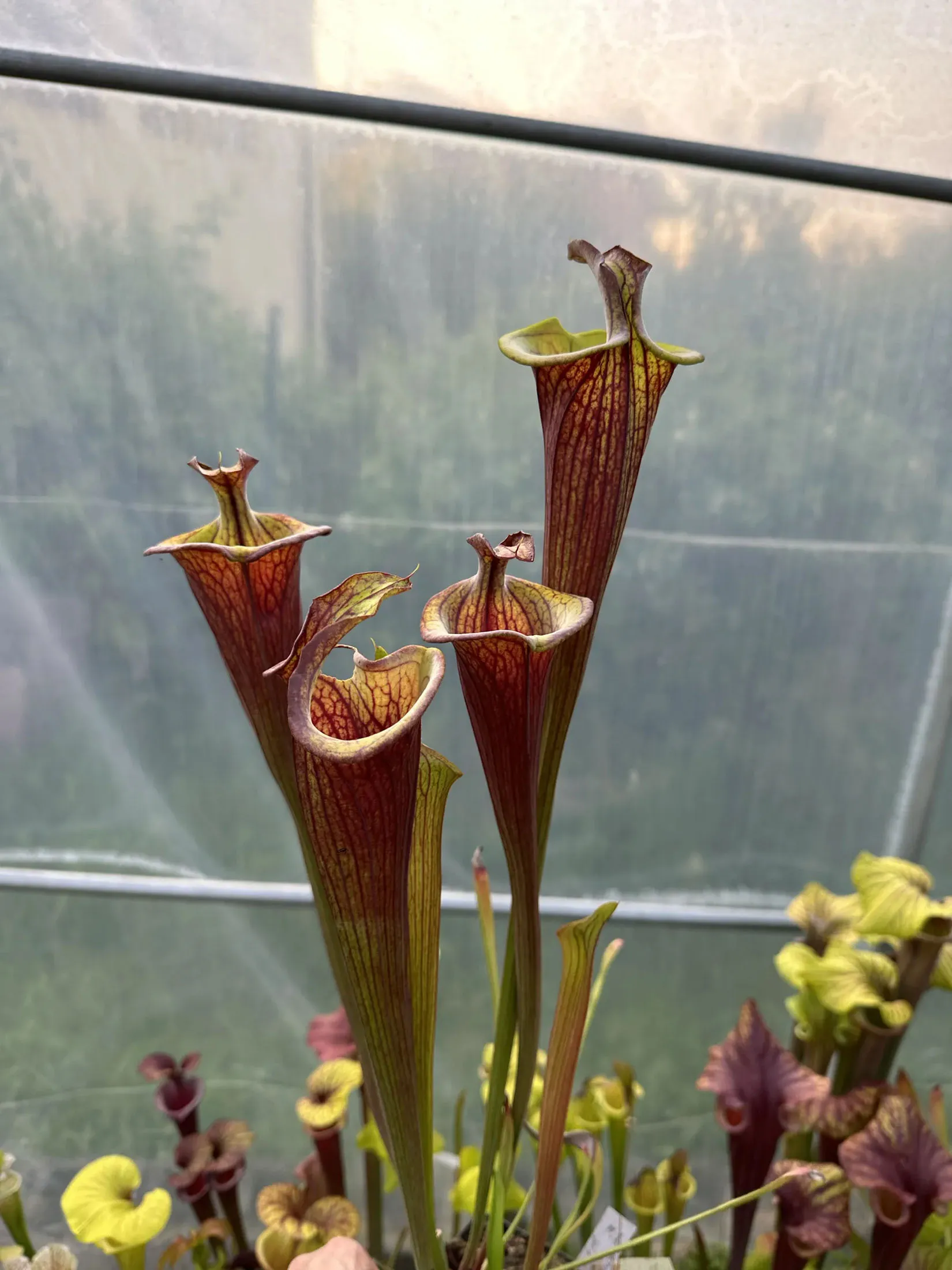 S. flava var. atropurpurea lidless "Fire Tornado"