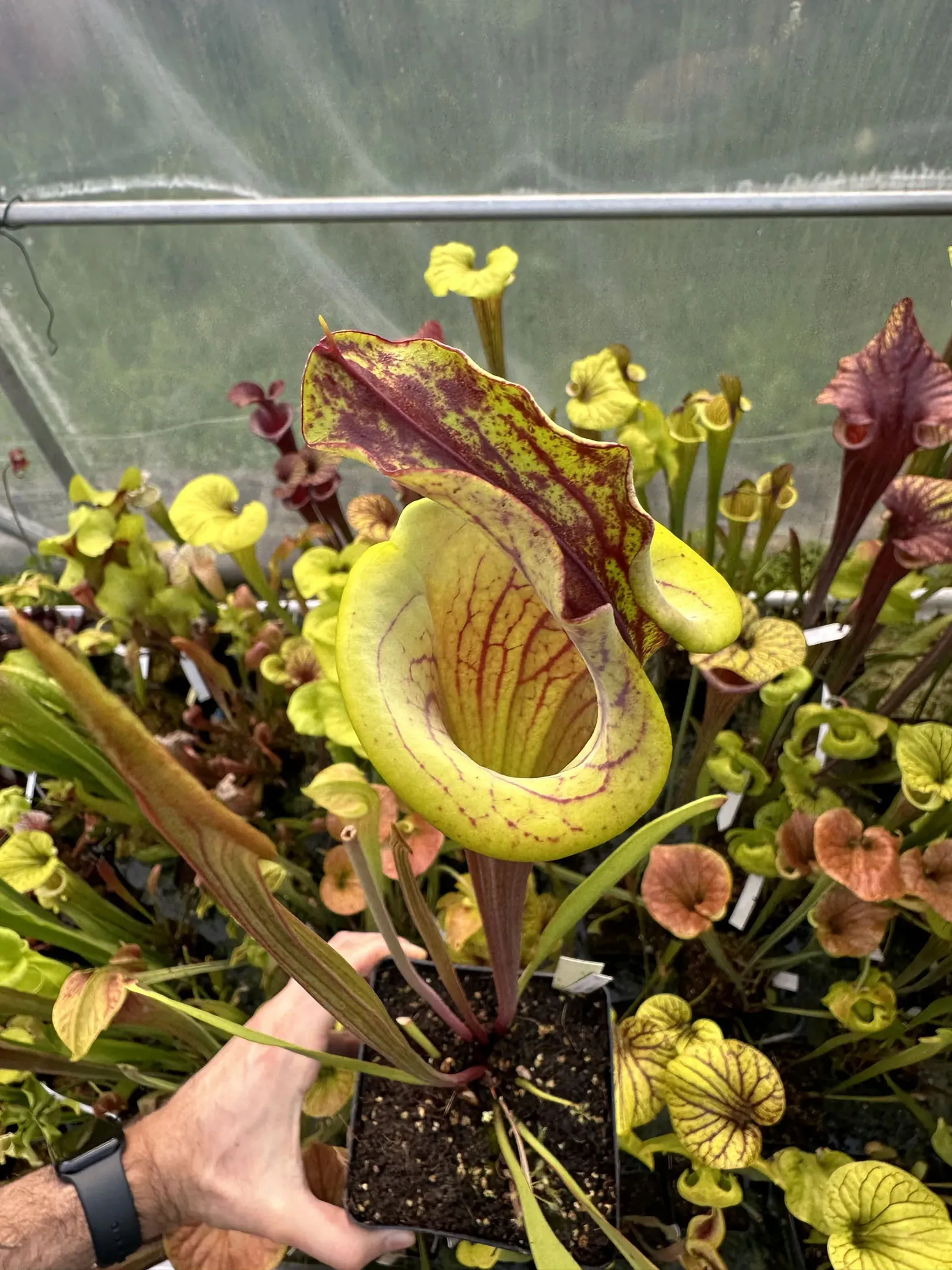 S. flava var. atropurpurea, lidless, "Praying Monk"