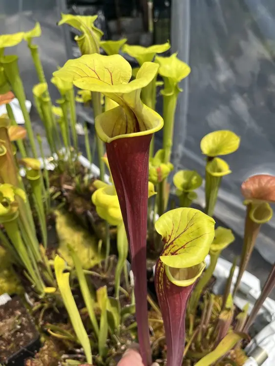 S. flava var. rubricorpora, geometric lid