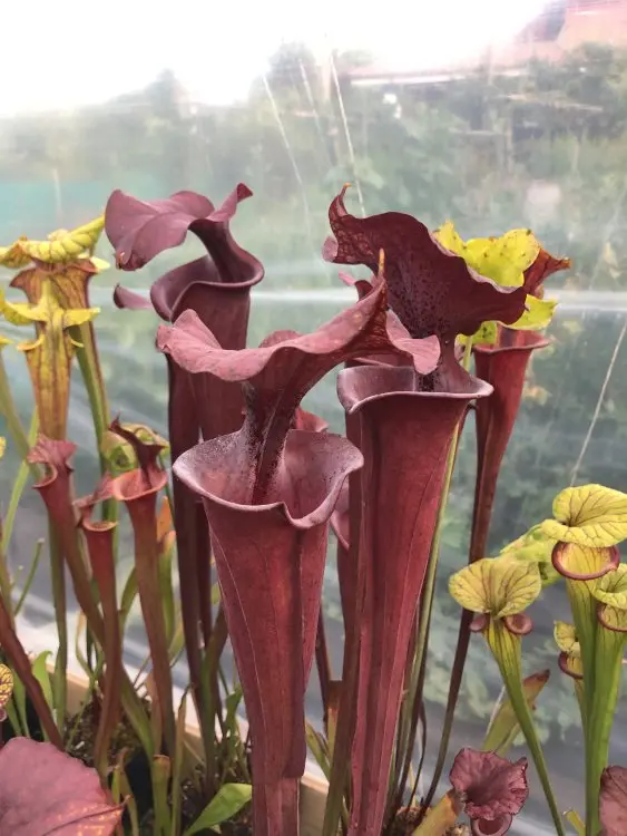 S. flava var. atropurpurea, big opening and very dark