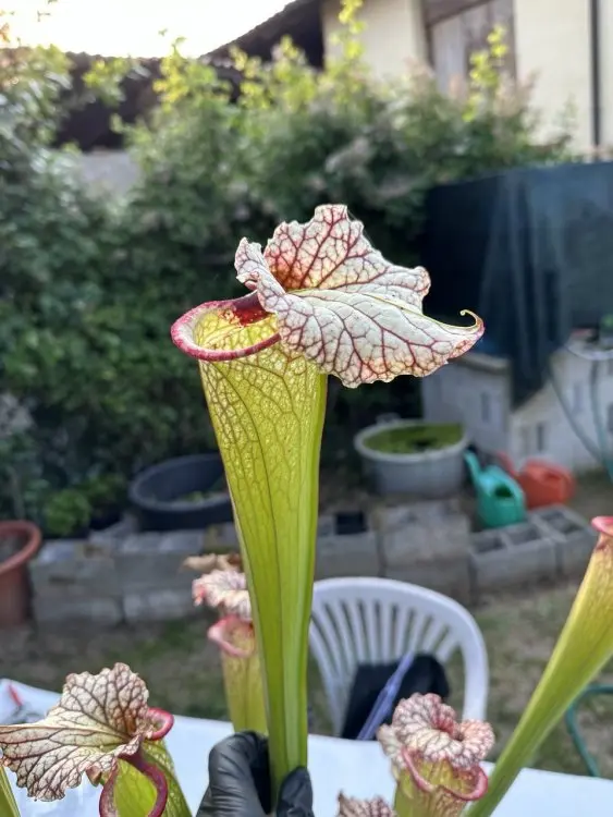 S. x moorei "Timothy King"