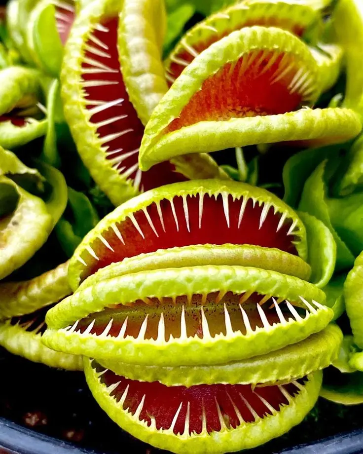 D. muscipula 'Jaws smiley'