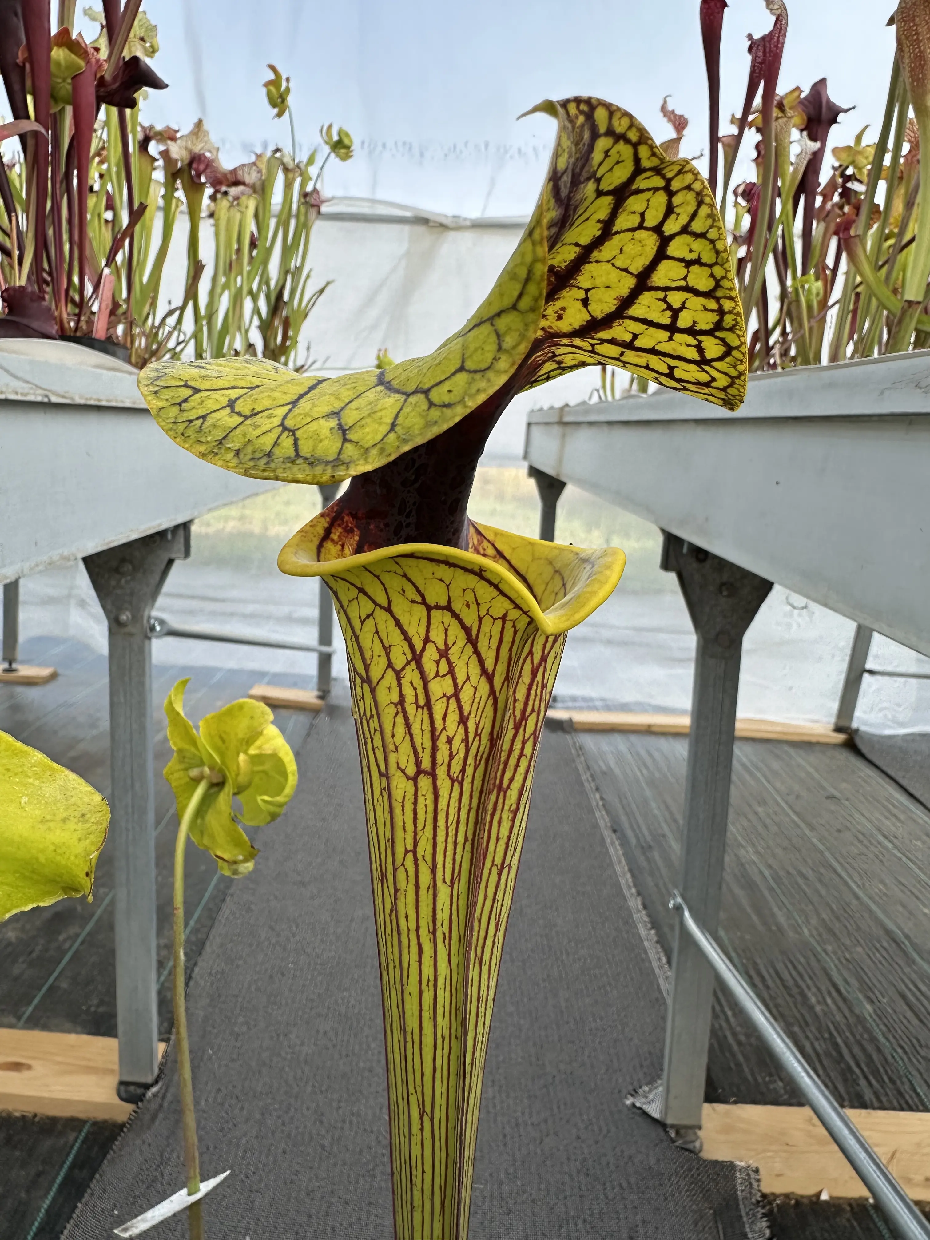 S. flava ornata Extreme Black Throat DC