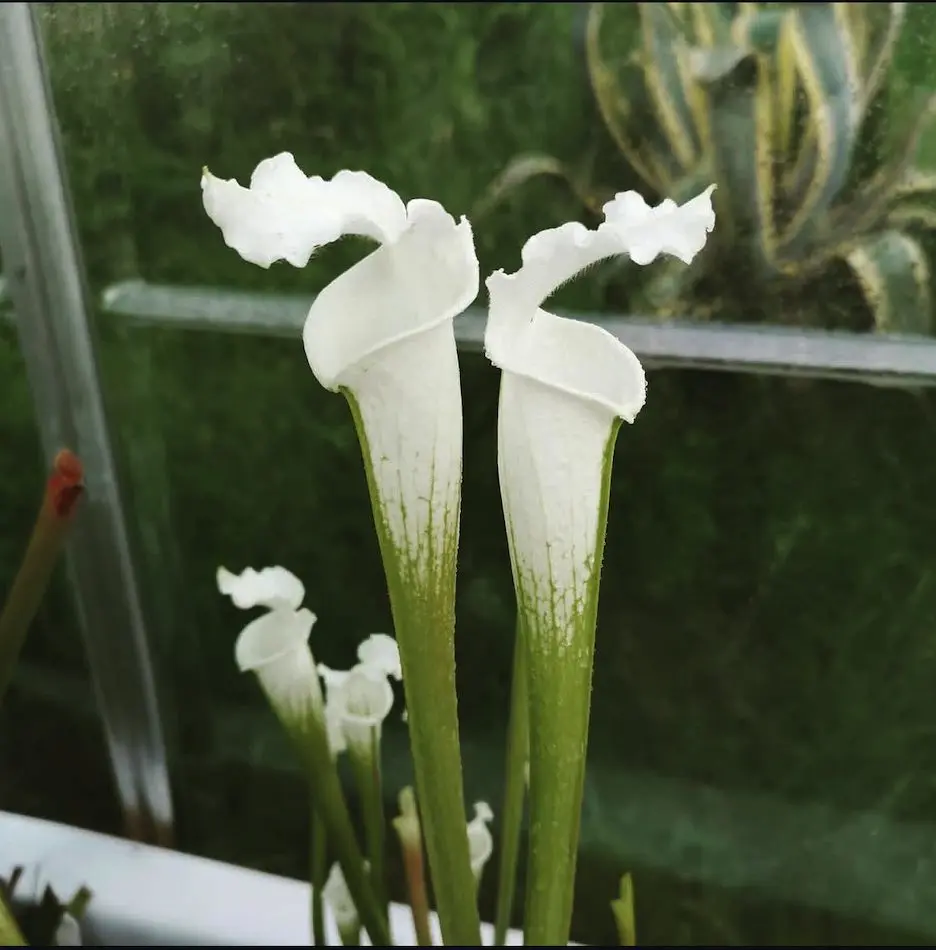 S. leucophylla var. alba, "Ice"