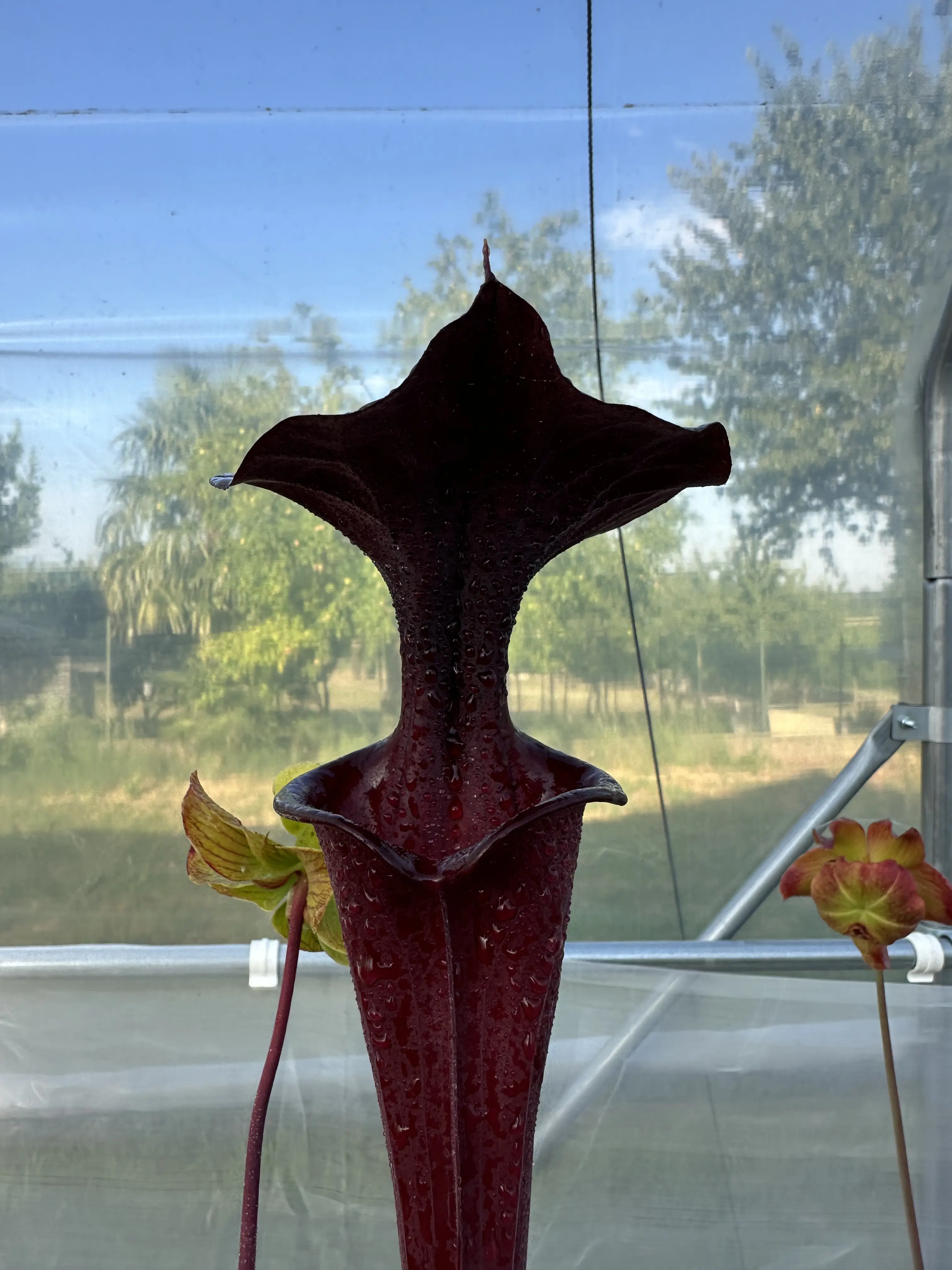 S. flava var. atropurpurea, "2AT" 