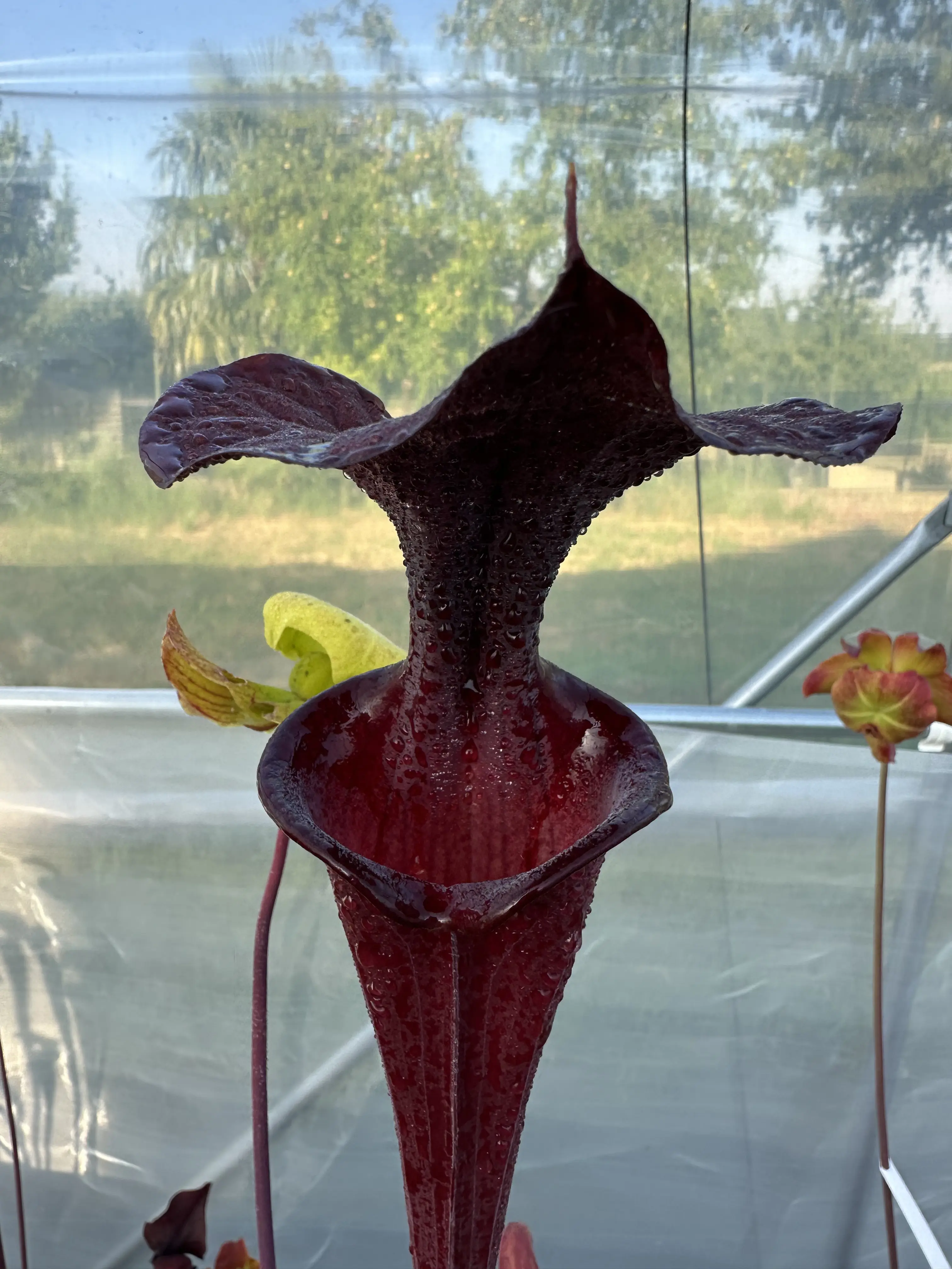 S. flava var. atropurpurea, "2AT" 