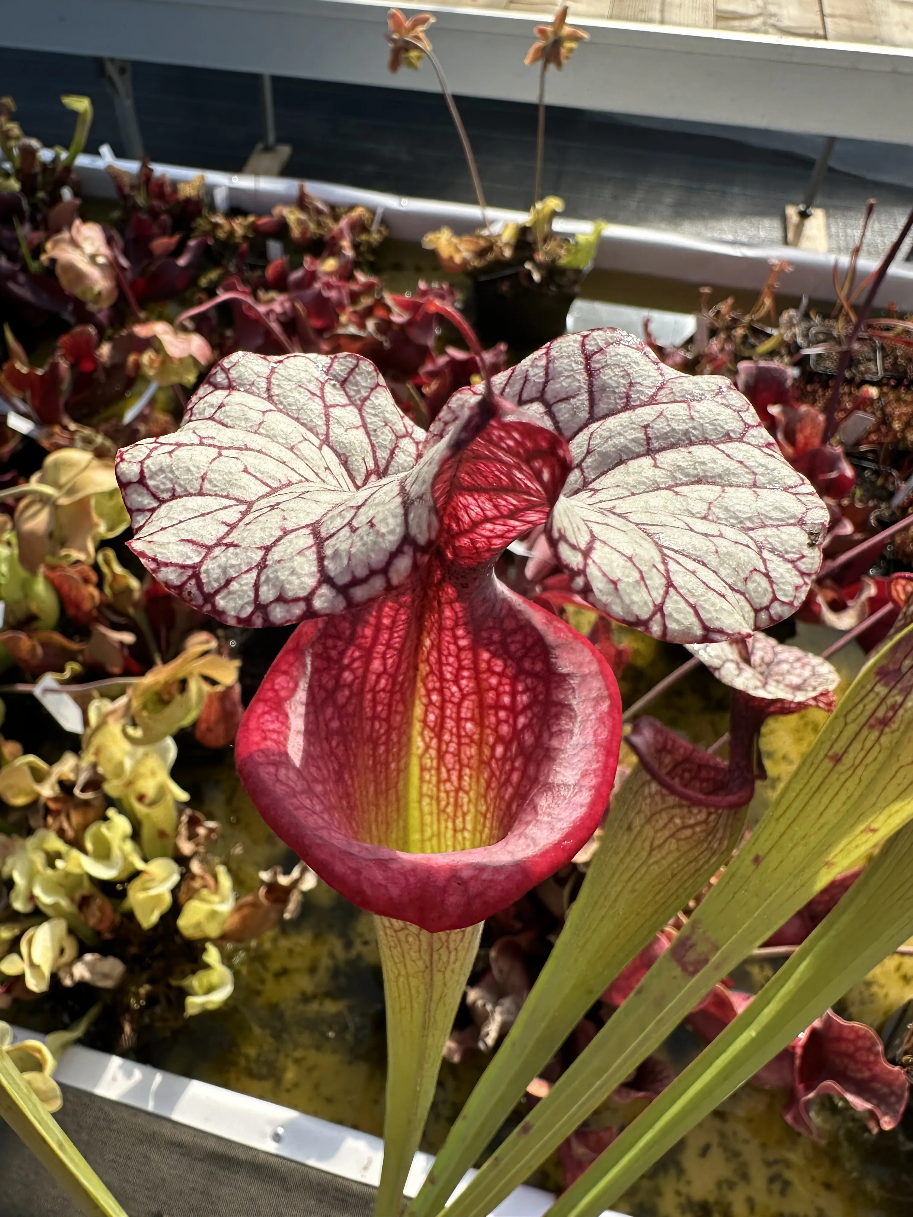 S. moorei 'Adrian Slack'