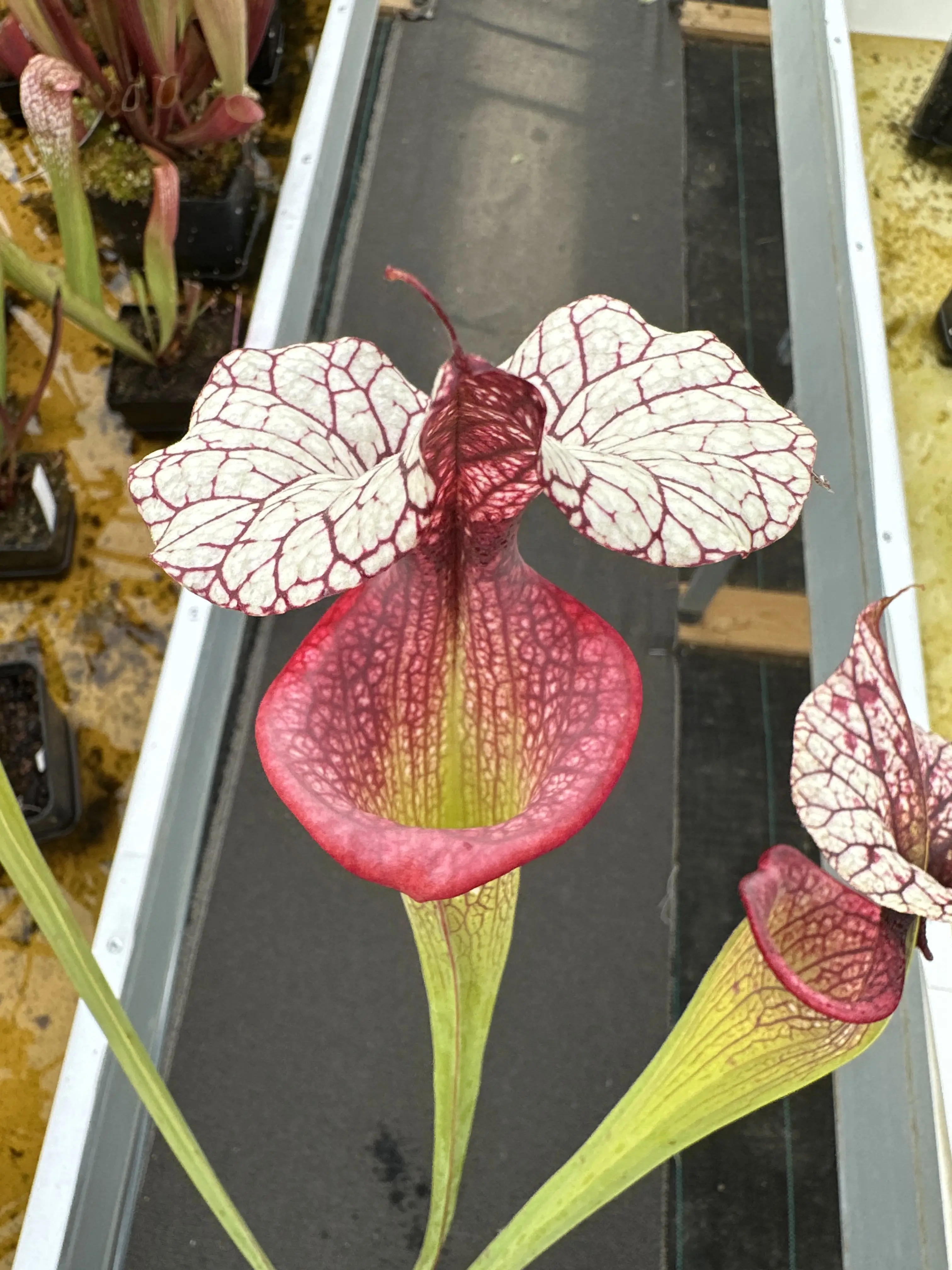 S. moorei 'Adrian Slack'