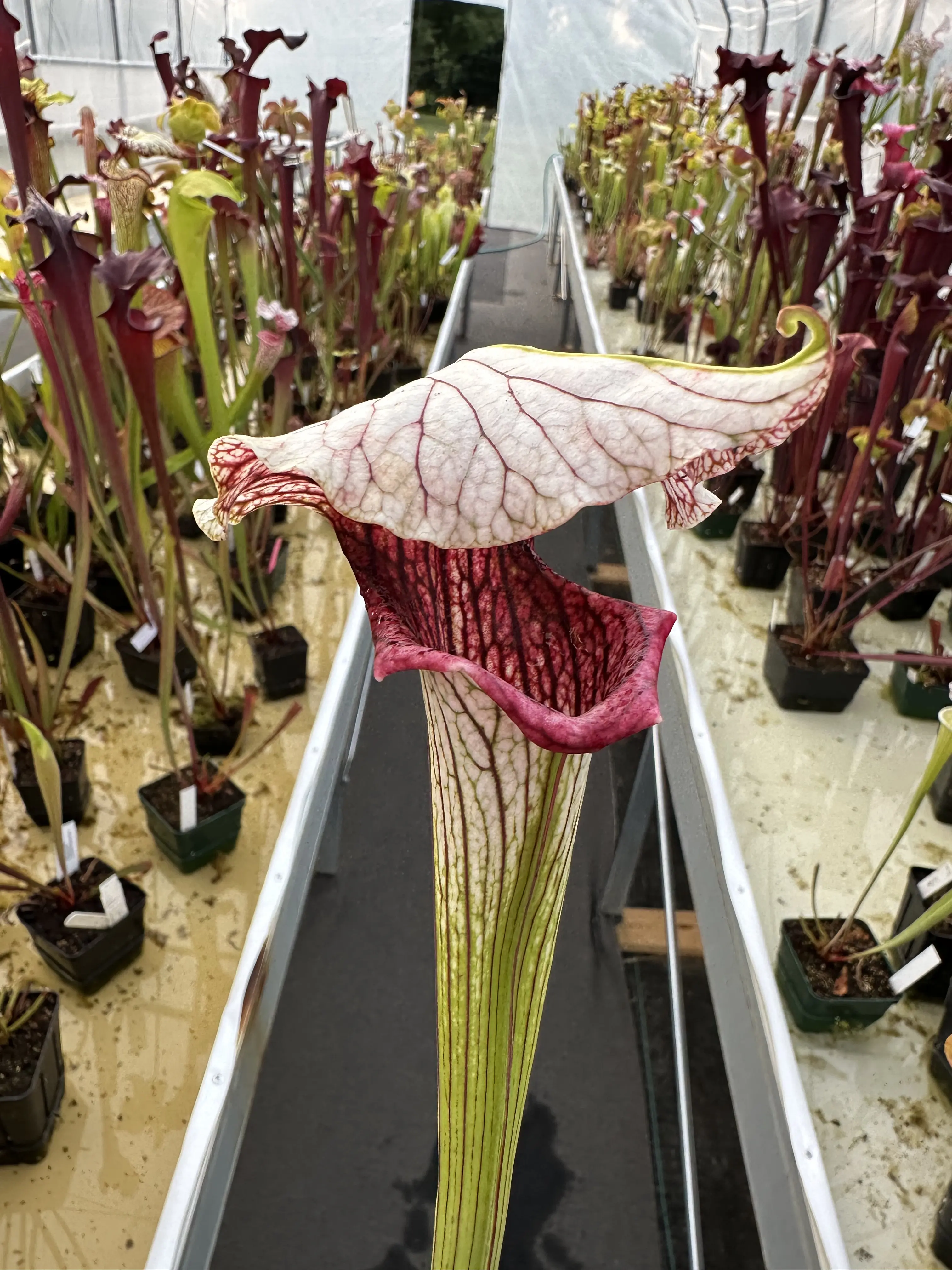 S. x 'Crown of Thorns'