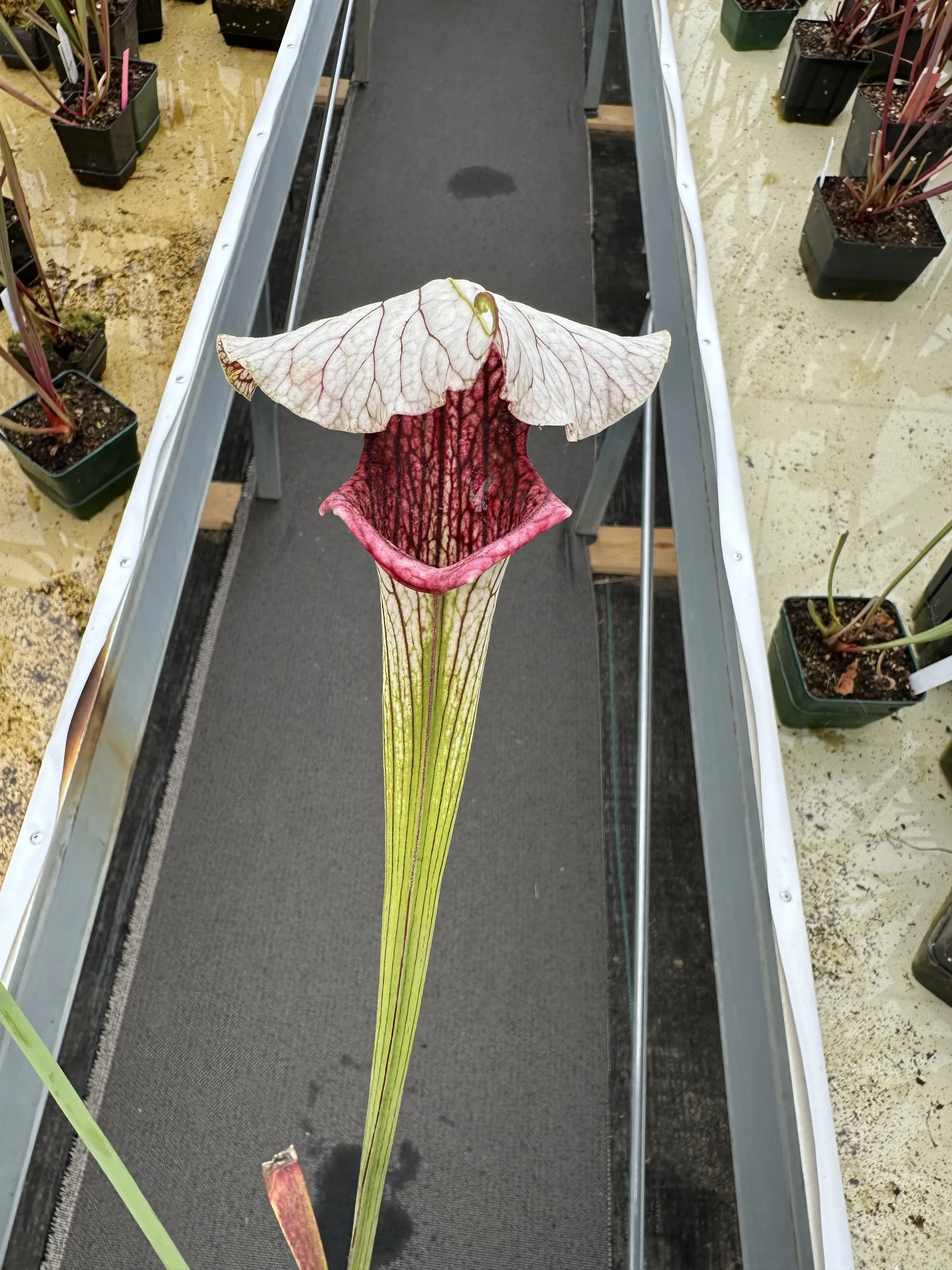 S. x 'Crown of Thorns'