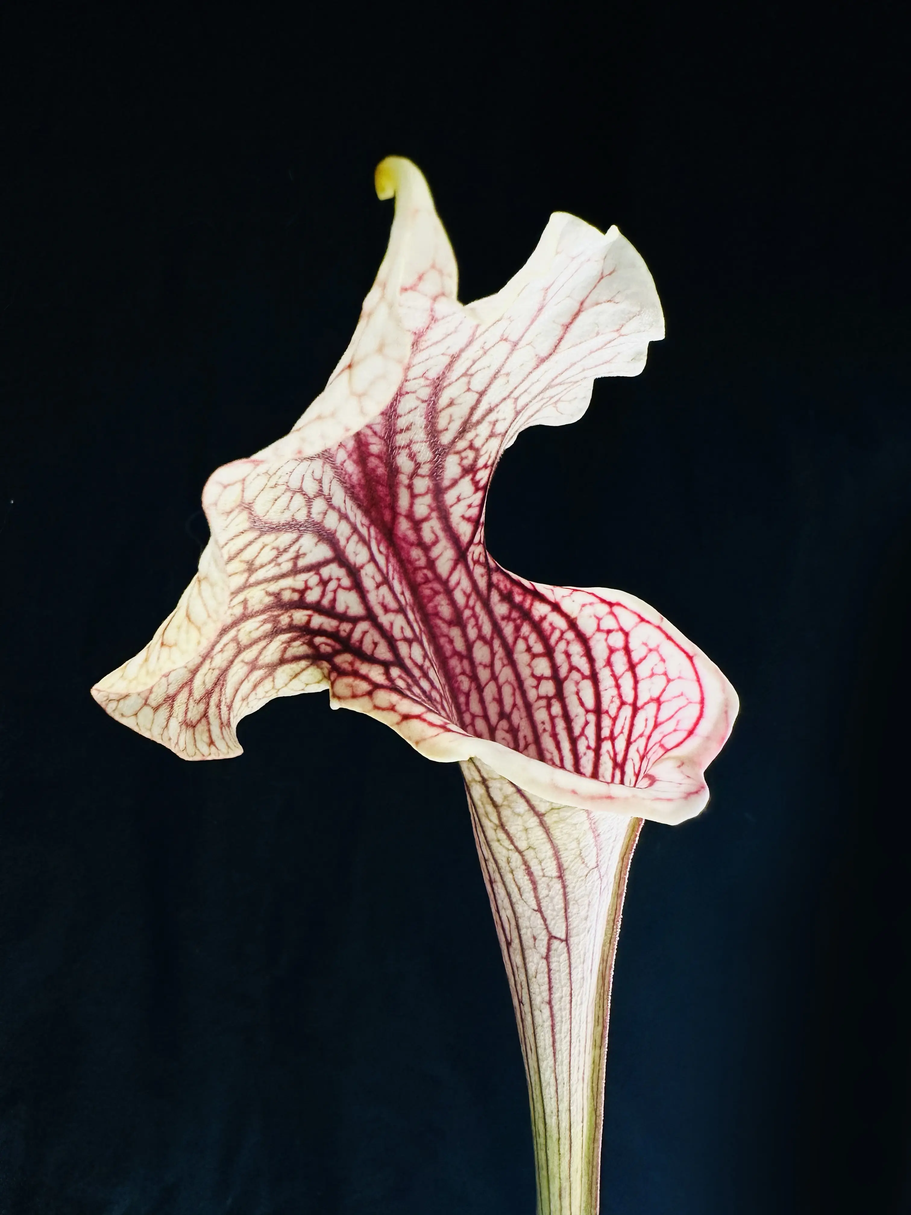 S. x 'Crown of Thorns'