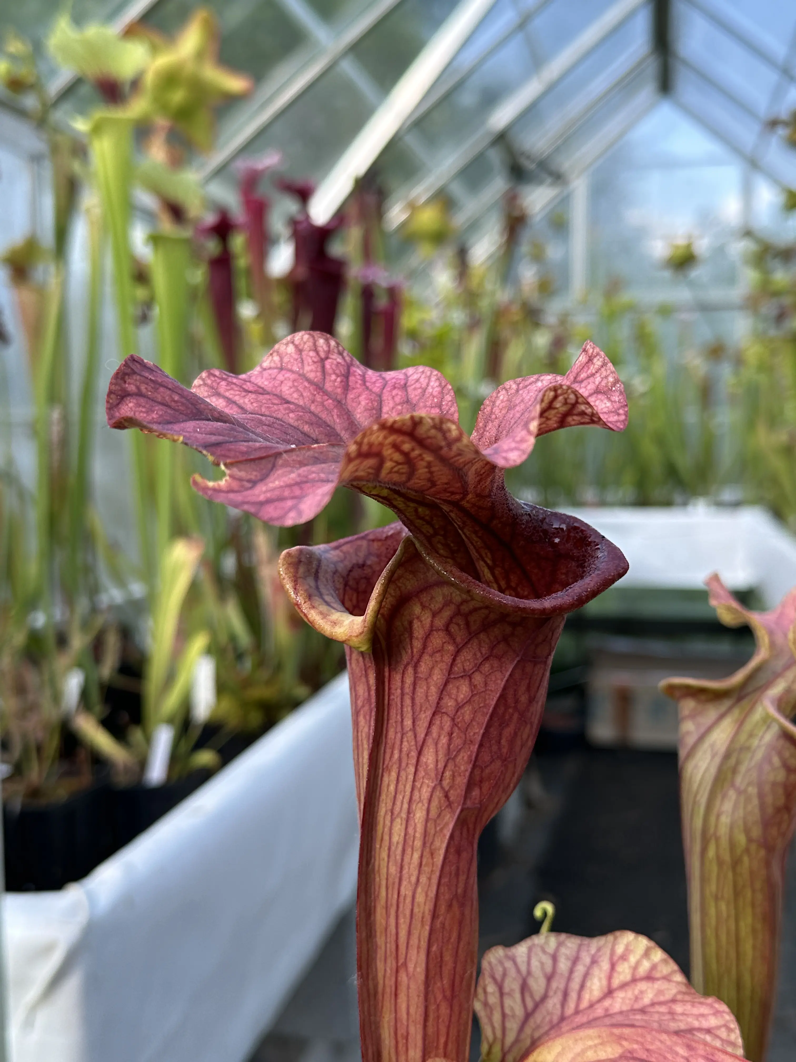 S. x 'Reptilian rose'