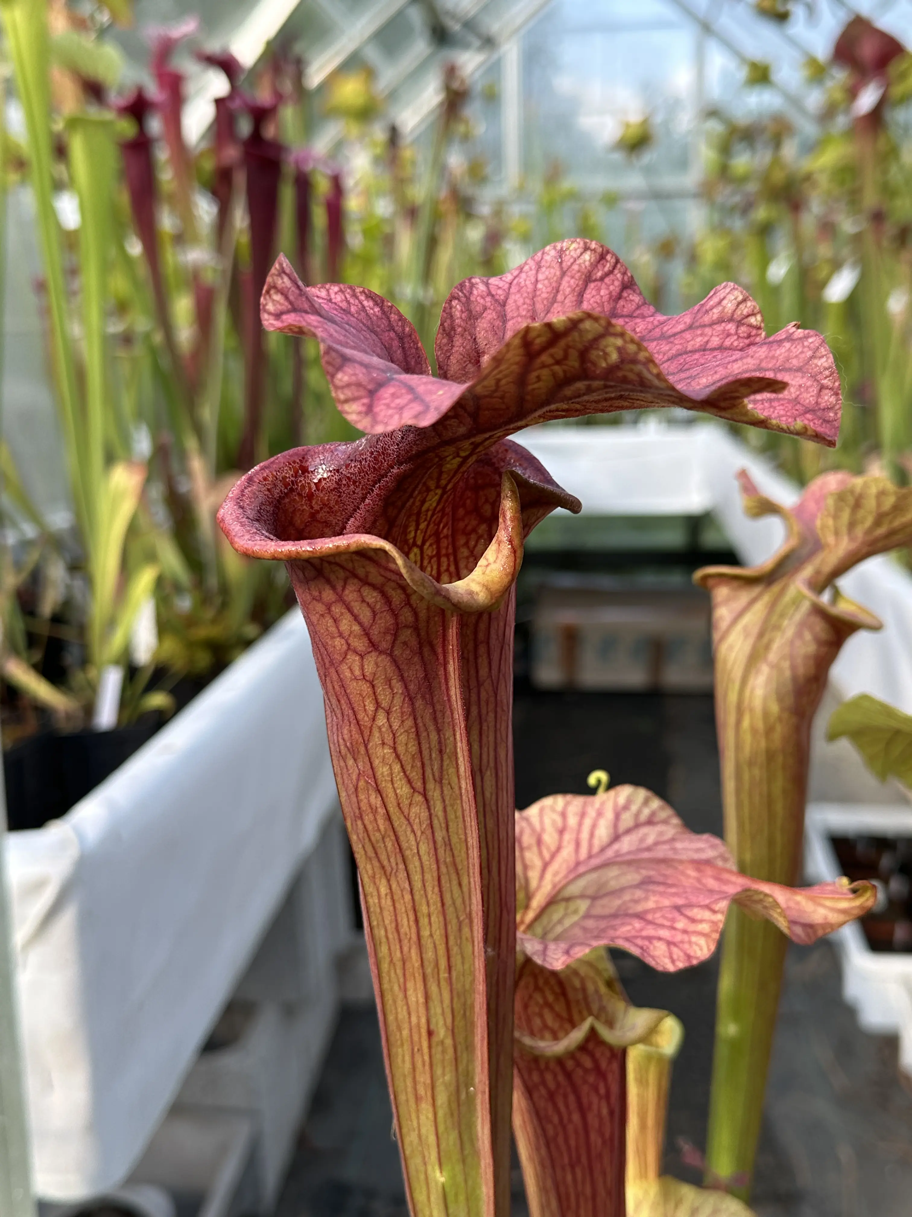 S. x 'Reptilian rose'