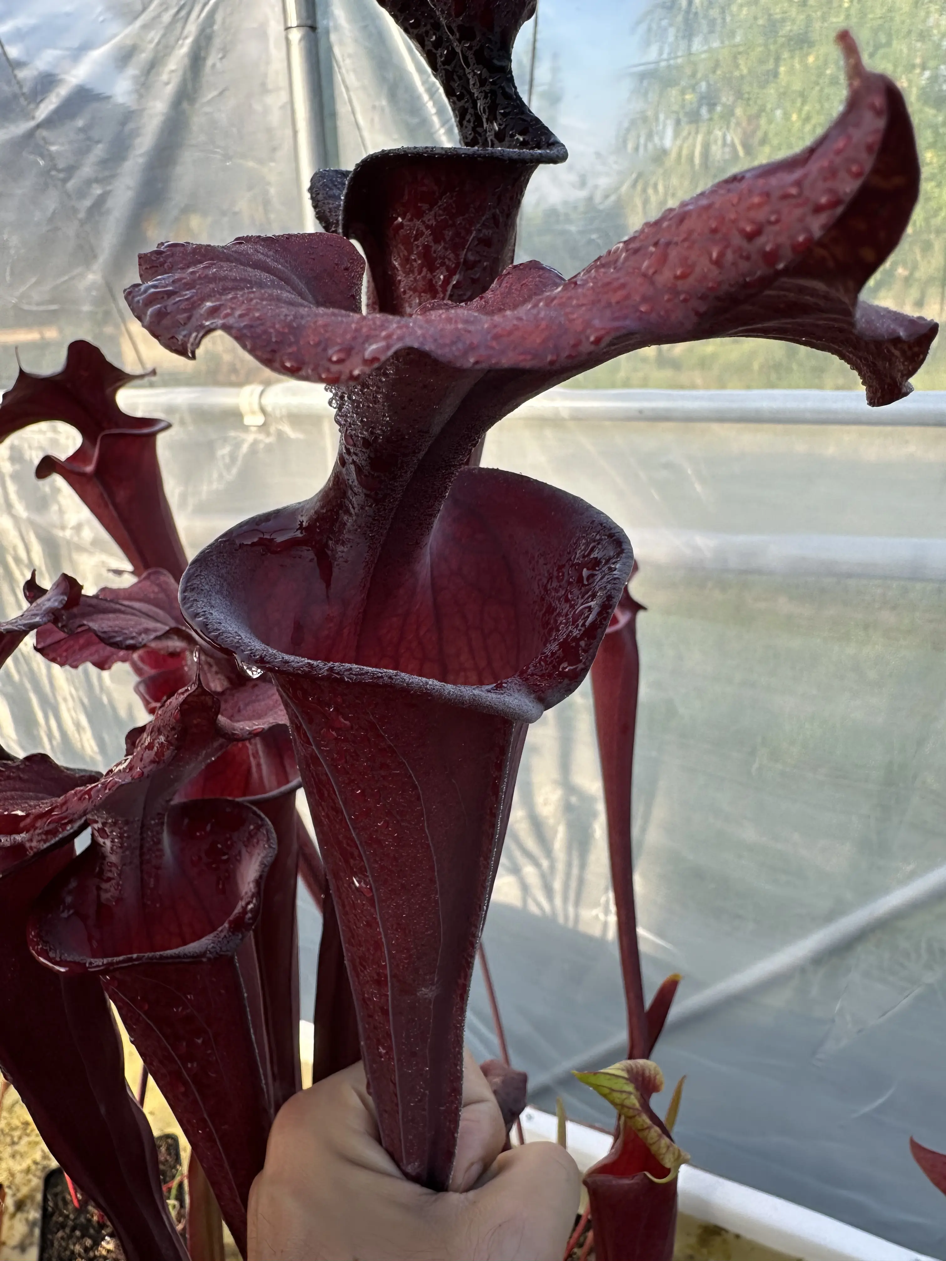 S. flava var. atropurpurea, big opening and very dark