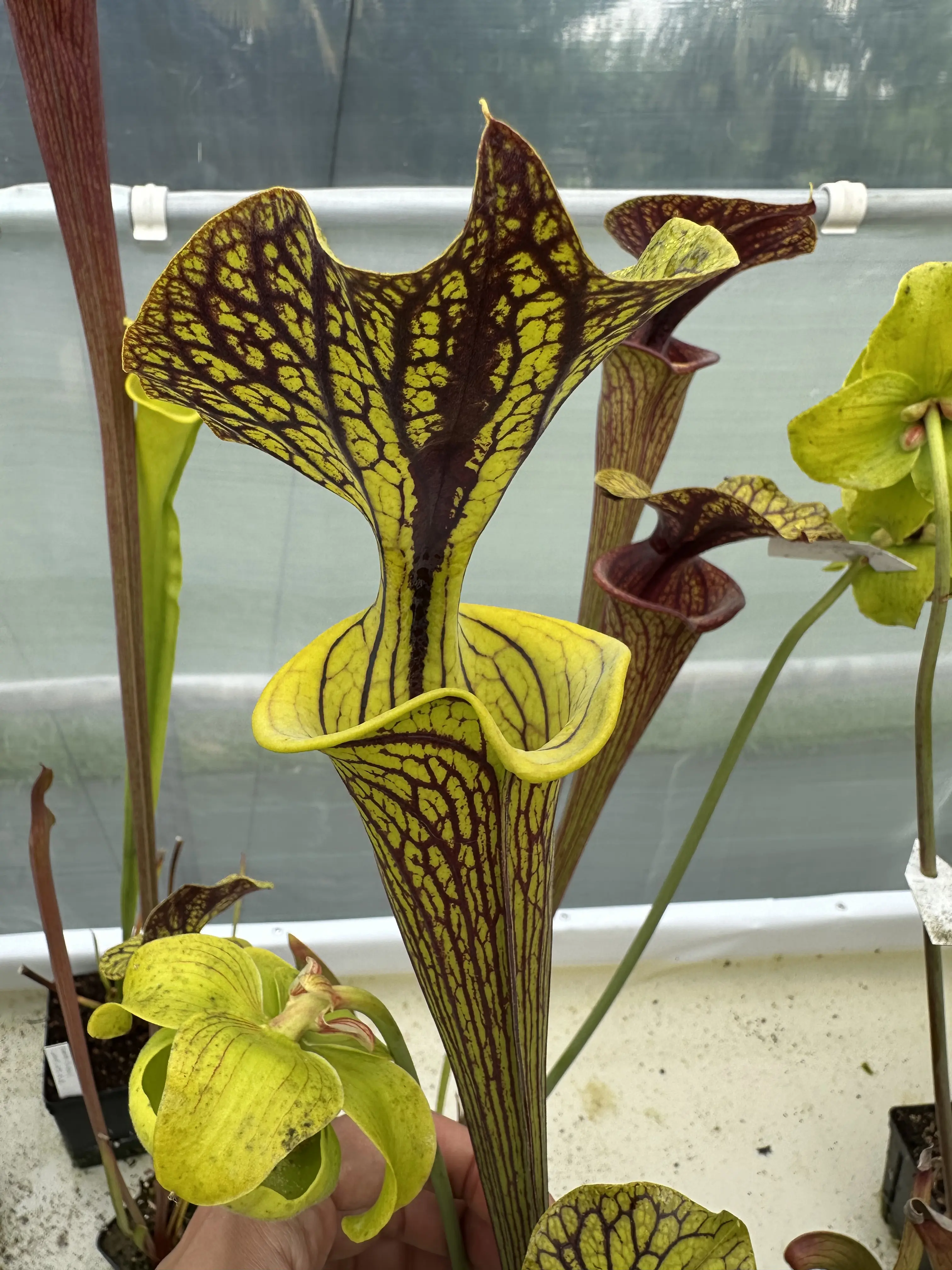 S. flava var. ornata "Improved Black Veins"