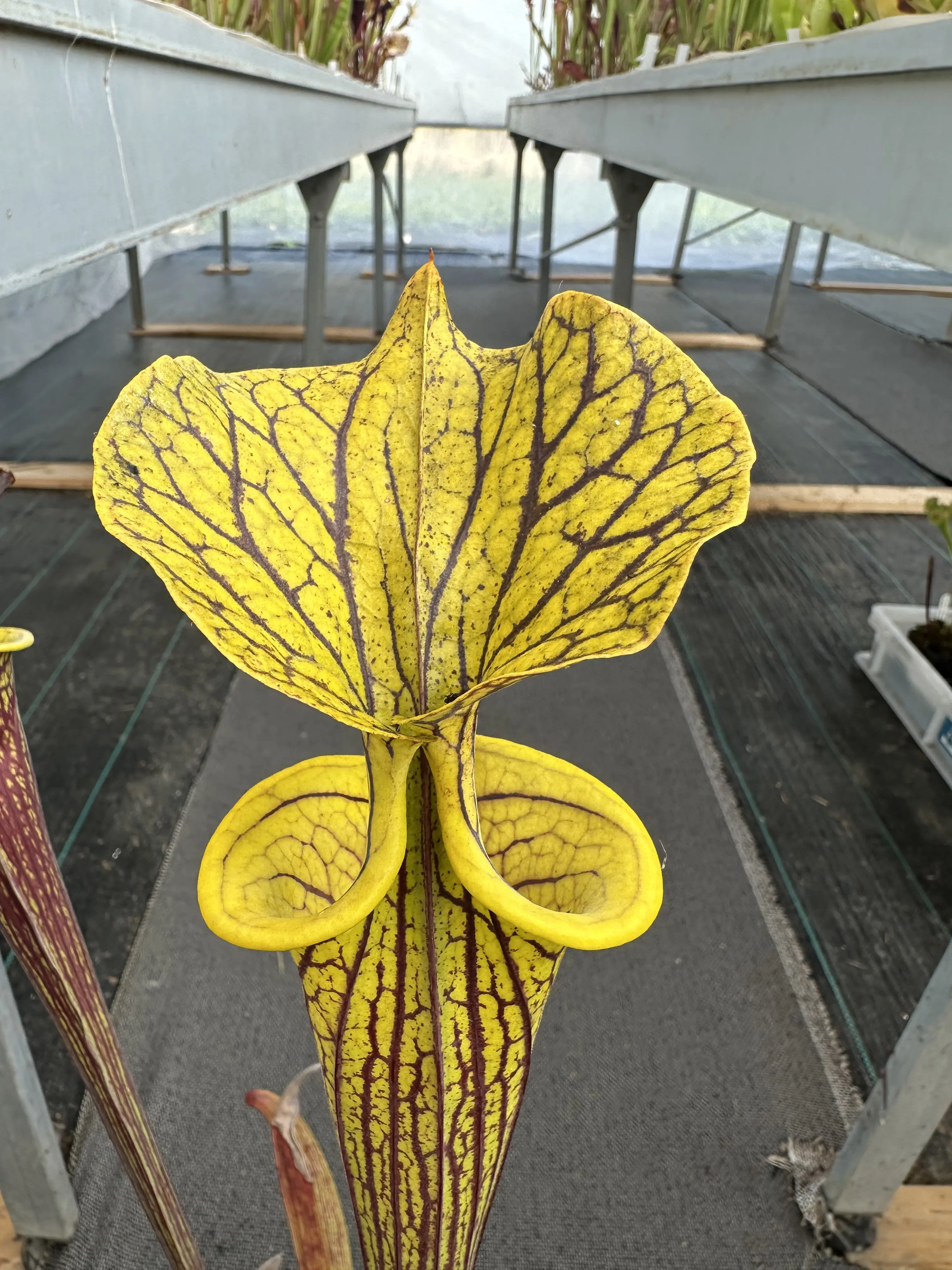 S. flava var. ornata "Improved Black Veins"