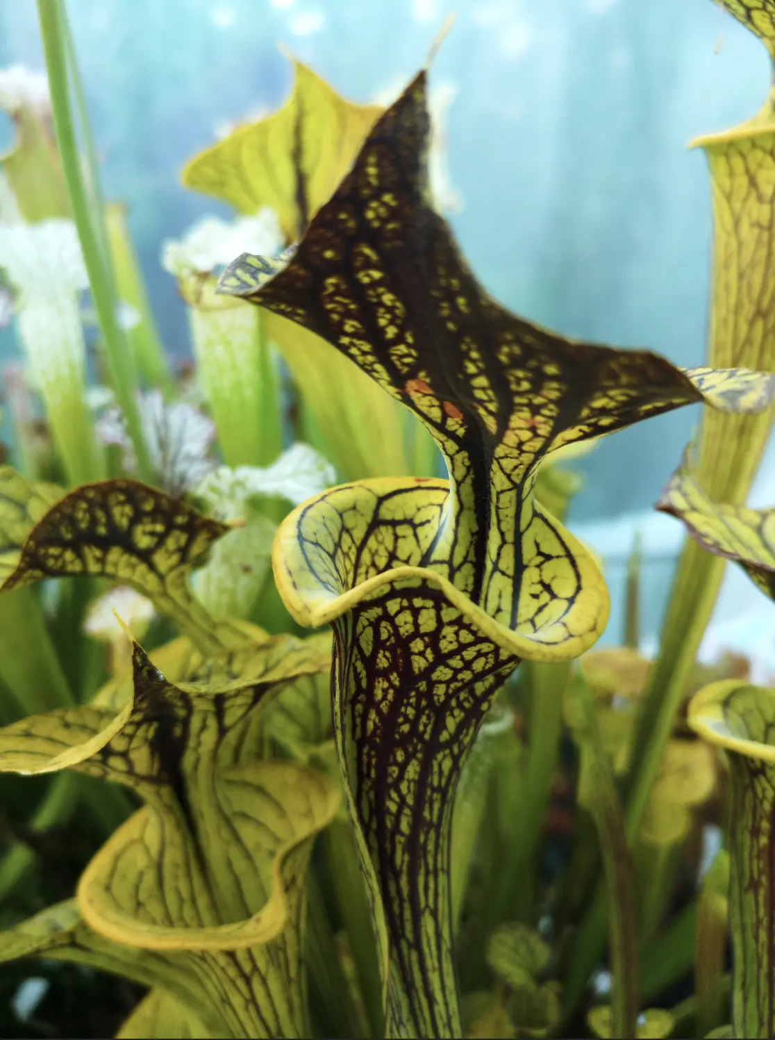 S. flava var. ornata "Black Veins DC" 