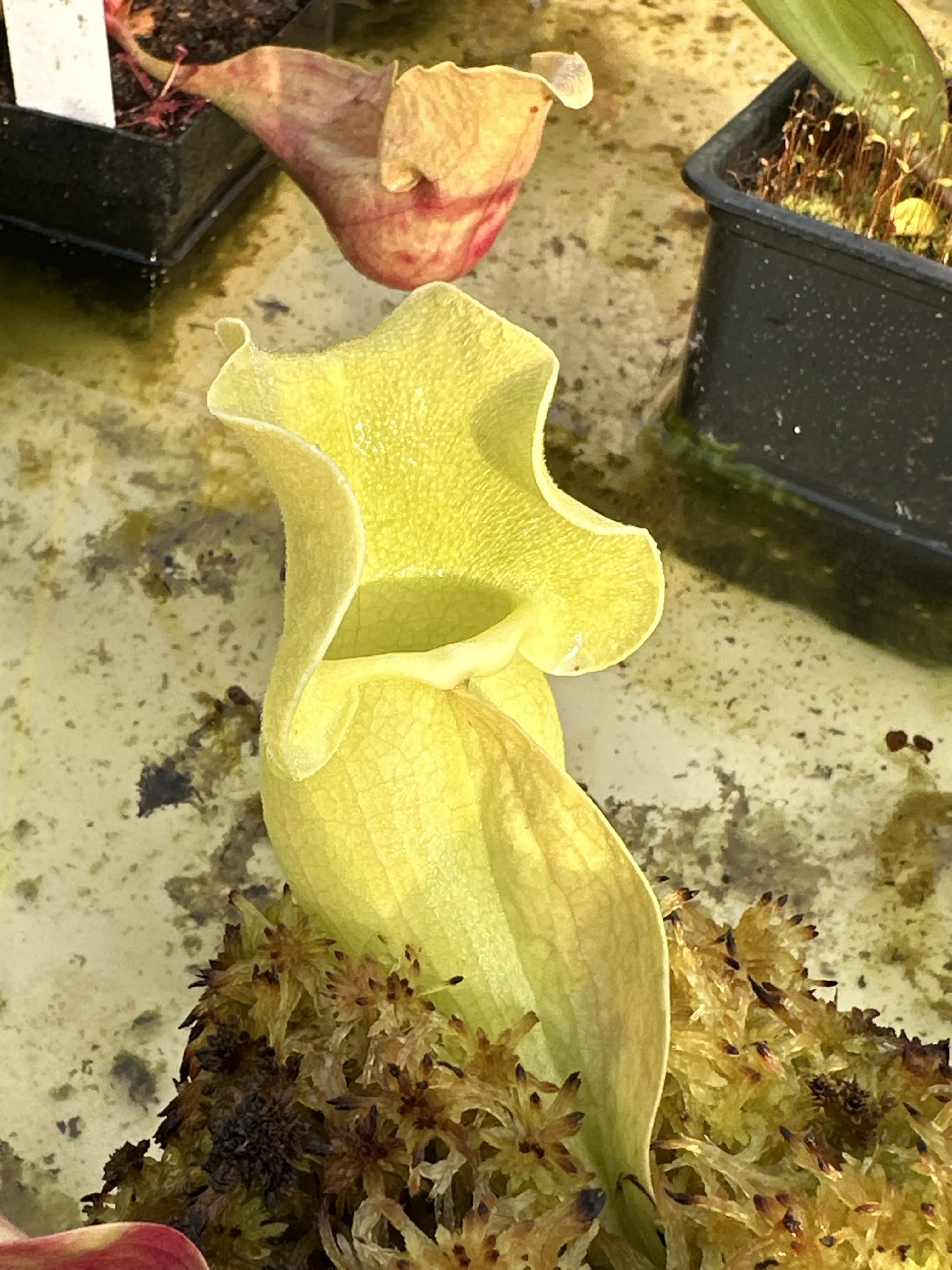 S. purpurea ssp. venosa var. burkii veinless form